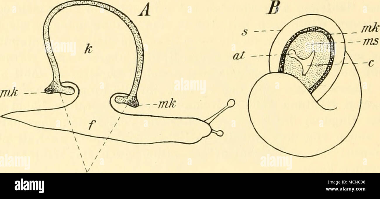 . Ms Abb. 13. A. in Dorsoventraler Längsschnitt durch eine kriechende Schnecke B. Ansicht der Schalenöffnung bei vorgeschobener Mantelscheibe (/ Allman, 1896.) Ol Atemöffnung, C zentrale Öffnung der Mantelscheibe,/Futf k Eingeweidesack, mk Mantelkragen, ms oder Mantelleiste Mantelscheibe, S Gesamtkoordinator-Rand. Tiere Luft von außen zuführt. - Nach vollendeter Ausbildung des Epi-phragmas zieht sich die Schnecke etwas zurück und scheidet eine zweite, rein häutige Scheidewand ab, zieht sich von neuem zurück und bildet eine dritte, und so können bis zu sechs derartige Membranen mit ebenso vielen dazw Stockfoto