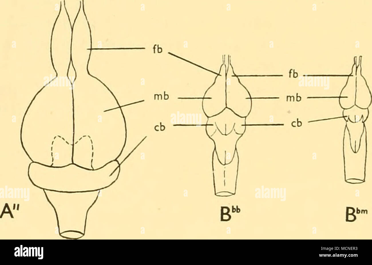 . Text-Bild. 43. Die Entwicklung der Körper Muskeln, Gill Filamente und Gehirn von (a, a', a") Maurolicus die Tiere; (Bb, BBB) Cyclothone braueri und (b, Bm, Bbm) C. Microdon. In A und B, die Querschnitte durch den Körper gerade vor der kaudalen Stiel, die Muskelfasern werden schwarz dargestellt und sind maßstabsgetreu. Die Zeichnungen der Gill Fäden werden vom unteren Teil des ersten Gill Arch, fb, großhirn; mb, mittelhirn; cb, Kleinhirn, (a, b, x15; ein', Bm, Bb, X20; ein ", BBB, Bbm, x 9). Stockfoto