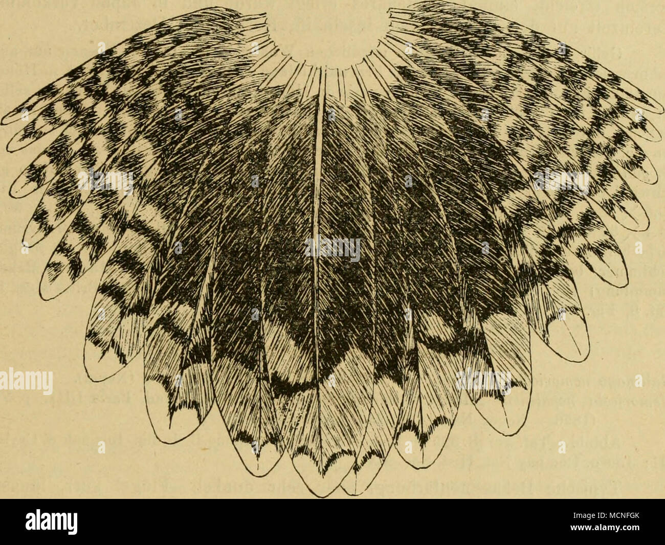 . Abb. 254 CA). braun, bin Außensaume weiß, mit schwarzen Querbinden. Schwanz sehr stark gerundet; das äußerste Steuerfederpaar weit über 2 cm kürzer als das Mittelste, mit rostbräunlichem Anflug und scharfen schwarzbraunen Querflecken, Spitze rein weiß, ünterflügeldecken und Axillaren weiß, dicht schwarz quergebändert. Oberkopf- dunkelbraun mit unregelmäßigem weißen Fleckenstreifen. Kinn und Kehle weiß, letztere Abb. mit einigen braunen Flecken; Vorderhals und Kropf brokkolibraun, bräunlichweiß ge - Fleckt, übrige Unterseite weiß, dunkelbraun quergebändert Seiten ausgedehnt, der Vo Stockfoto