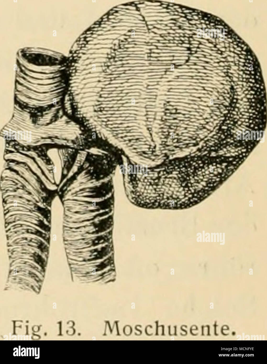 . ') J.Müller, Über die bisher unbekannten typischen Verschiedenheiten der Stininiorgane der Passerinen. Abbandl. Akad. Wissensch., Berlin. 1847. Naclitrag: Müllers Archiv, 1847, S. 397. - L. Wunderlich, Beiträge zur vergleichenden Ana-tomie und Entwicklungsgeschichte des unteren Kehlkopfs der Vögel. Nova Acta Leop. Carol. Ak. 48, 1884. Stockfoto