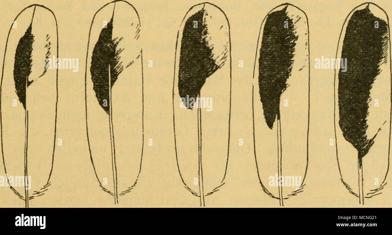 . Abbildung 76. Viertletzte Armschwinge von L.exe. przewalakii da). Schaft, Orig.-weiß mit schwarzem Schafte in der Mitte der Feder, manchmal aber zeigt sich ein schwarzer Fleck am Saum der Inneufabne, selten wird of this Fleck größer, äußerst selten erreicht er den Schaft oder zeigt sich auch an der Außeufahne etwas schwarz; das dritte Paar ist weiß mit schwarzem Schaft in der Mitte und eine Ausdehnung wechselnden- schwarzen Flecken nahe den Säumen in der Mitte Departments Technik Fahnen. Folgenden Steuerfedern sind schwarz mit weißer Basis und weißen Spitzen, sterben sterben bin mittelsten Paare zu einem ganz Schma Stockfoto