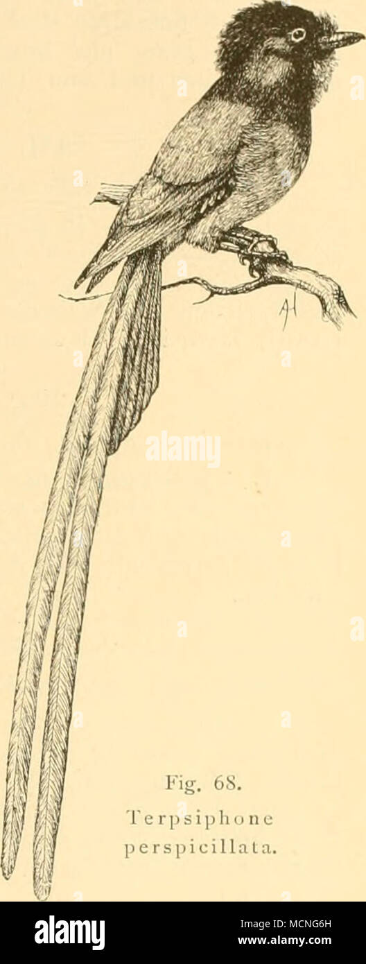 . 379. Chloropeta massaica Fschr. Rchw. t'ldoropcta iitu - ssuica Fschr. Rchw. Journ. Ornith. 1884, S. 54. L. 140, F. 6^ mm. Oberseits dunkelbraun olivenbraun, Kopfplatte; Unterseite gelb; ebenso ein Zügelstrich. - Bin Kilima-Ndjäro. 380. Bias musicus (Vieill.) I'/tifi/r/II/Nr//o.s viu. iiru. s Vieill. N. D. d'Hist. Nat. XXVII. 1818 S. 15. L. 145 - 155, F. 85 - 90 mm. Männchen schwarz mit stahlgrünem Schein; Unterkörper und Flügelspiegel weiss; sterben Bürzelfedern mit verdeckten weissen Flecken. Beim Weibchen sind Oberkopf und Kopfseiten Erdbraun, Rücken, Flügel und Schwanz rothbraun; Dr. Kehle und übrige Un Stockfoto