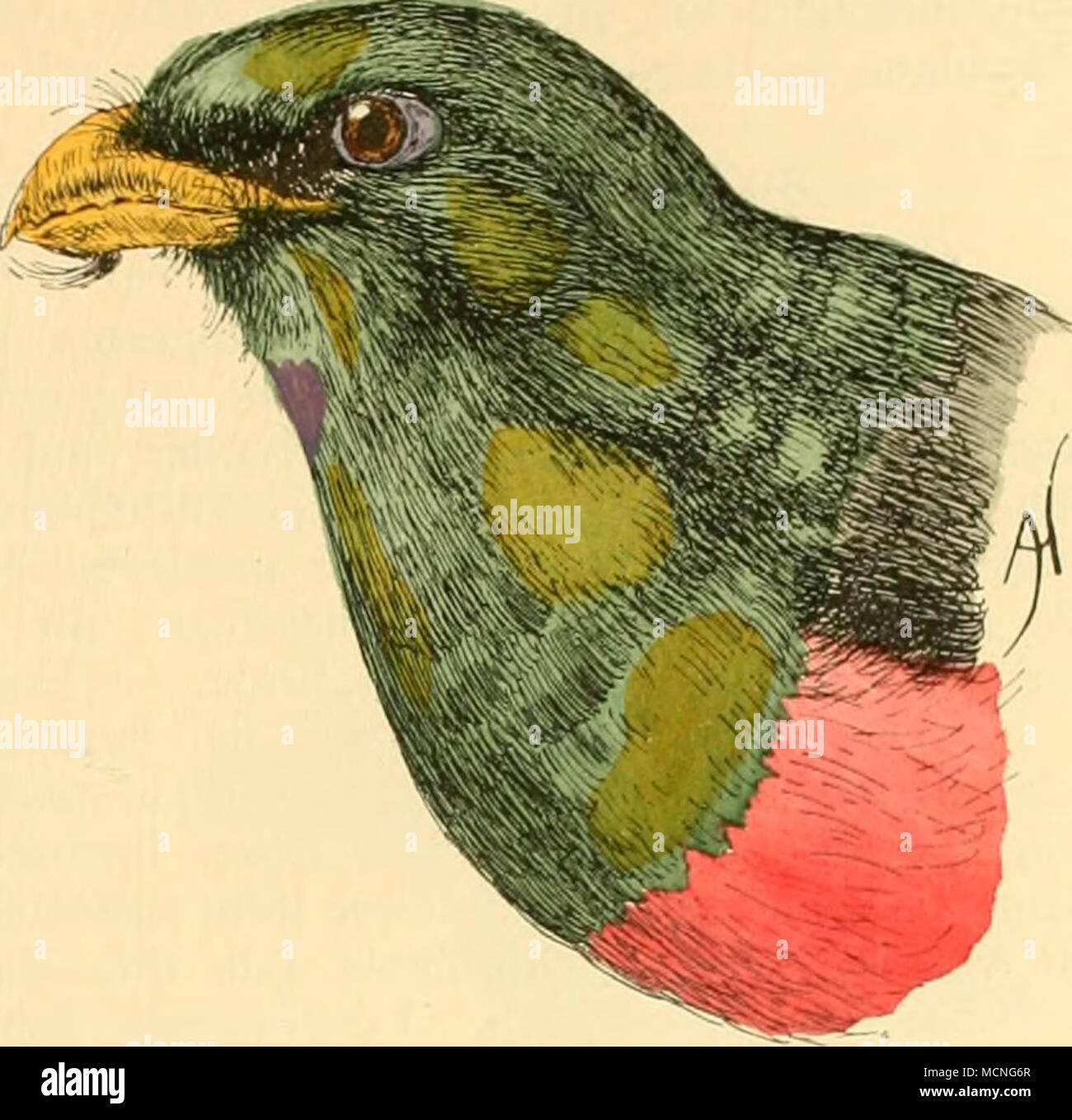 . !&Amp; • 5^. Narina Trogon. n, Kopf - bekannt. XXXIV. Coraciadae - Raken Schnabel rabenartig mit schwachem Haken an der Spitze; Vorderzehen gut verwachsen; Kralle der Hinterzehe am kÃ¼rzesten; Lauf auf der Vorder-seite von Ouertafeln bedeckt, auf der Hinterseite mit sehr kleinen Schildchen oder nackt; Schwanz Zwölferhorn-seilbahn lffedrig. Â Raken halten sich in Waldlichtungen und Sterben in freierem GelÃ¤nde in und nÃ¤hren sich von Kämpfen und kleinen Wirbel - thieren, welche sie in der Luft fangen oder von Zweigen und vom Erdboden aufnehmen. Sie sind sehr gewandte Flieger, tummeln sich oft ein in d Stockfoto