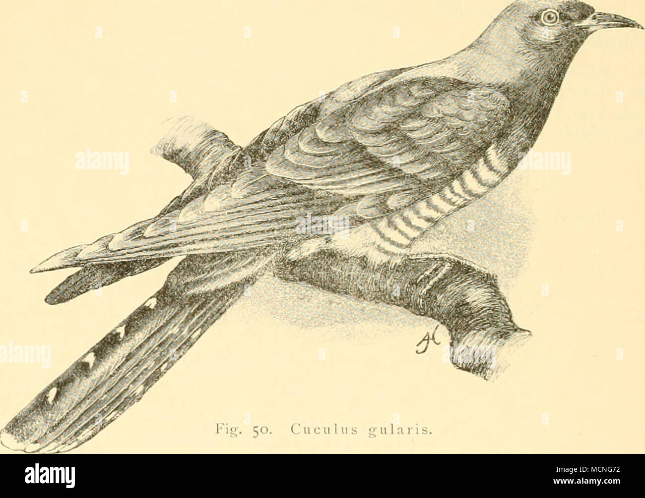 . C H C II 1 II u1a Ris. L. 330, F. 215 - 225 mm. Oberseite grau; Schwanzfedern mit weissen Flecken längs des Schaftes, die äussersten weiss quergebändert; Schwingen auf der Innenfahne meistens weiss Vorderhals gebändert; Hellgrau; übrige Unterseite weiss und schwarz gebändert; Schnabel am Grunde gelb, nur die Spitze Horn - schwarz. Beim jungen Vogel available der Kr^ ipf gebändert und rostbräunlich verwaschen. - Kakoma, Karema. 265. Cuciilus canorus L. - Europäischer Kukuk Cuculns canorus L. S. N. X. 1758 s. Iio. L. 330 - 360, F. 225mm. Wie C. gularis gefärbt, aber dadurch unter-schieden, dass d Stockfoto