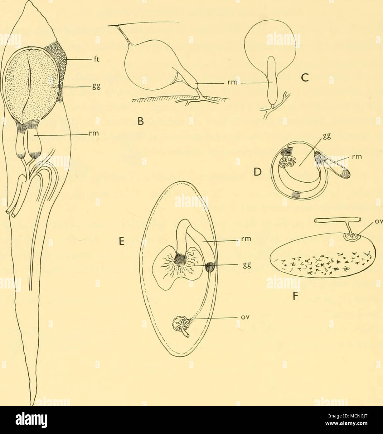 . Text-Bild. 28. Von Anoplogaster Swimbladders longidens (a) Von unten gesehen; Melamphaes misolepis, (b) Seitenansicht, (c) Dorsalansicht, (d) Seitenansicht; M. unicornis, (e) Dorsalansicht; (f) Seitenansicht, ft, Fett Investitionen; gg, Gas-Drüse; ov, oval; rm, rete mirabile. (A, x8-5; B, C, D, E, X25; X10; F, x 6.) Aus dieser Zerlegung Es scheint, dass bei Erwachsenen die Anoplogaster swimbladder sehr wenig hydrostatische Funktion haben kann. Um PERCOMORPHI Familie Chiasmodontidae Chiasmodon niger Johnson (Text-Bild. 29) St. 239, 46°56'S., 46° 03' W., 2. vi. 27, N 450 H, Io 50-i 35 o (-o) m. B.M. Reg. Nr. 1930.1. Stockfoto