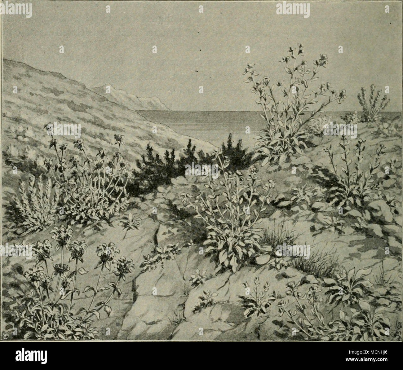 . Abb. 2. Dalmatinische Felsheide bei Ragusa. Inula Candida, Brachypodium ramosum (rechts); Phlomis fruticosa (links); in der Mitte Büsche von Juniperus Oxycedrus. (Nach einer Originalzeichnung des Verfassers vom 3. Juni 1894.) immergrünen Sträuchern besteht, welche Ou mehr als Bestandteile der Macchien oder der Karstflora eine wichtige Rolle spielen. Der Mensch ist ein solchen Ördich-keiten auch stets Publikum von der Üppigkeit und Mannigfaltigkeit der Gräser und Stauden, die sich in solch 'ungünstigem Gelände zusammenfinden. Schon zur Zeit der Niederschläge sprießt es daselbst in wunderbarer Stockfoto