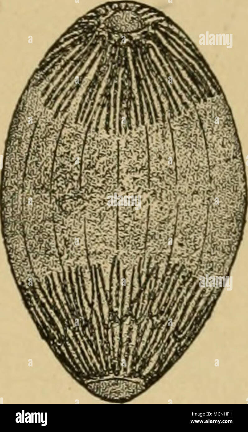 . Umordnung und Spaltung der Schleifen. Abb. 31. Stadion der Tochtersterne; sterben Spindel- fasern reissen in der Mitte durch". bestimmt. Nachdem this sorgfältige Zerteilung der Kernsubstanz beendet, zieht sich der Kern im Äquator immer mehr zusammen, Schleifen drängen sich um die Pole sterben Sie, sterben blassen Spindel - Fäden reissen durch (Abb. 31) und endlich schnürt sich der Kern in zwei Hälften aus einander (Abb. 32 S. 152). Nonne machen sterben Tochter - Kerne rückwärts dieselben Veränderungen wieder Niederländisch, sterben wir bin Mutterkem ablaufen sahen, bis sie wieder sterben Gestalt und Struktur des sogenannten "Ruh Stockfoto