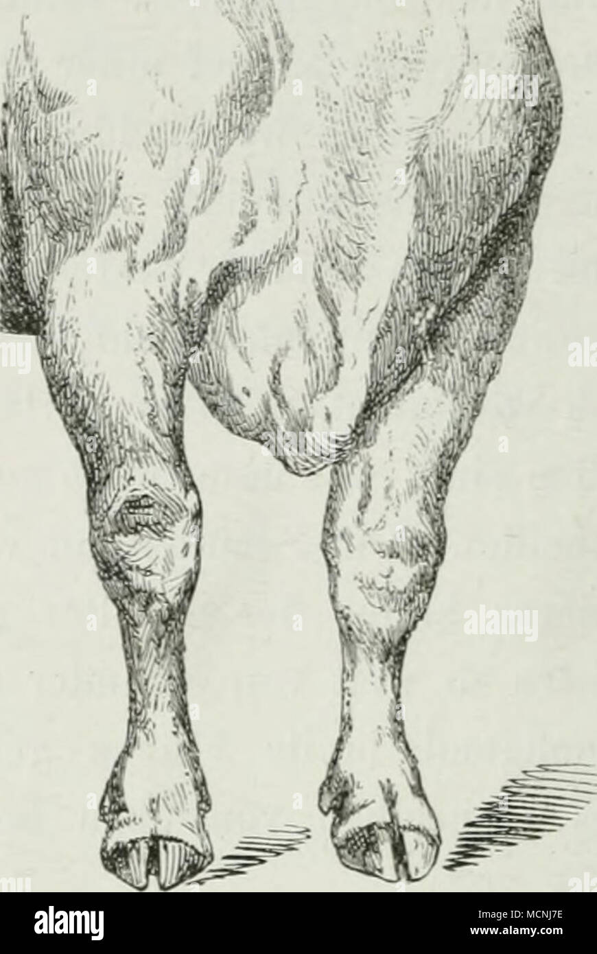 .Des Pferdes. Tiefe, die breite Brust Abb. 74. des Rindes. Stockfoto