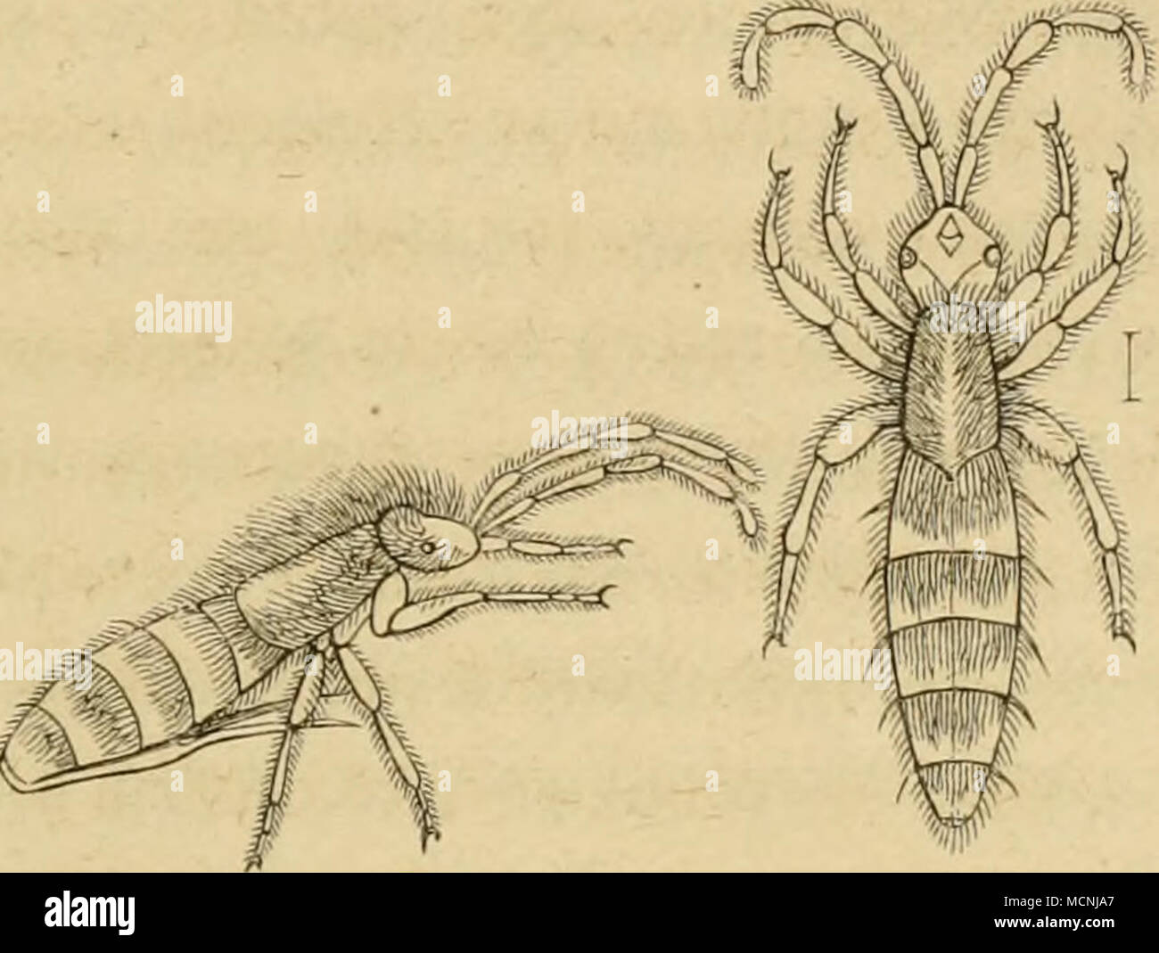 . A. S) Er bcl^ aarte(&amp;| Mtngfc^ Yuan", Podura villosa F. b. 2) Er® BIafenfii etretbe = 5^, Thripse cerealium Hai. (Beibe ftar! Bcrgrcßcvt). @Ommer oft in großer SO^ enge Ben fe^r Öaffer üeinen 3 == (Springfd; Umn 5, S. aquatica L., fo Ba ^Er ben Safferf^ negel oft lüie mit einem fc^^ nvarjen utüer bebedt. |) ier fei ein Ben © pringfc^ toänjen oerloanbteei unb Al § "gifc^d) cn" / befanntCfS^l; erUHil ierd; en; nt, ber 3 W^* Lepisma saccharina crgaft, L., jeneg in 23 orratl} eitammern unb Äramläben bel; enbe um ^Er-fd) Tü)) fenbe mit filbergrauen feibengläuj^ enben © d^ü^pc^en bebedte X^^ eS ier, toelc befonbe Stockfoto