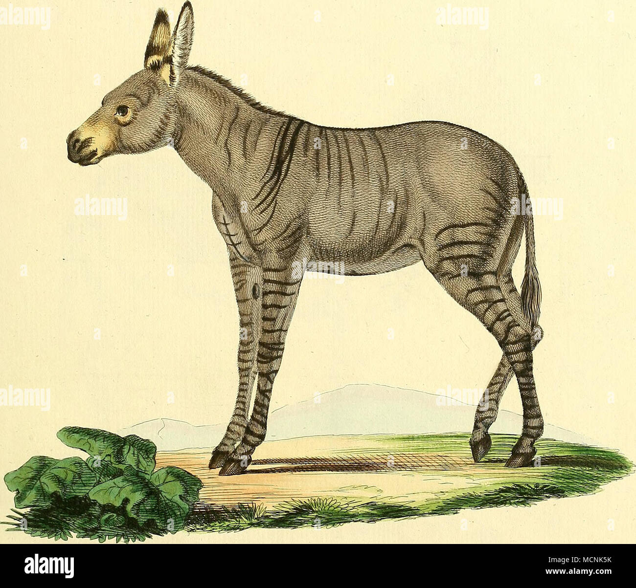 . E (juiis Hybridus ex Asino et Zebra. Stockfoto