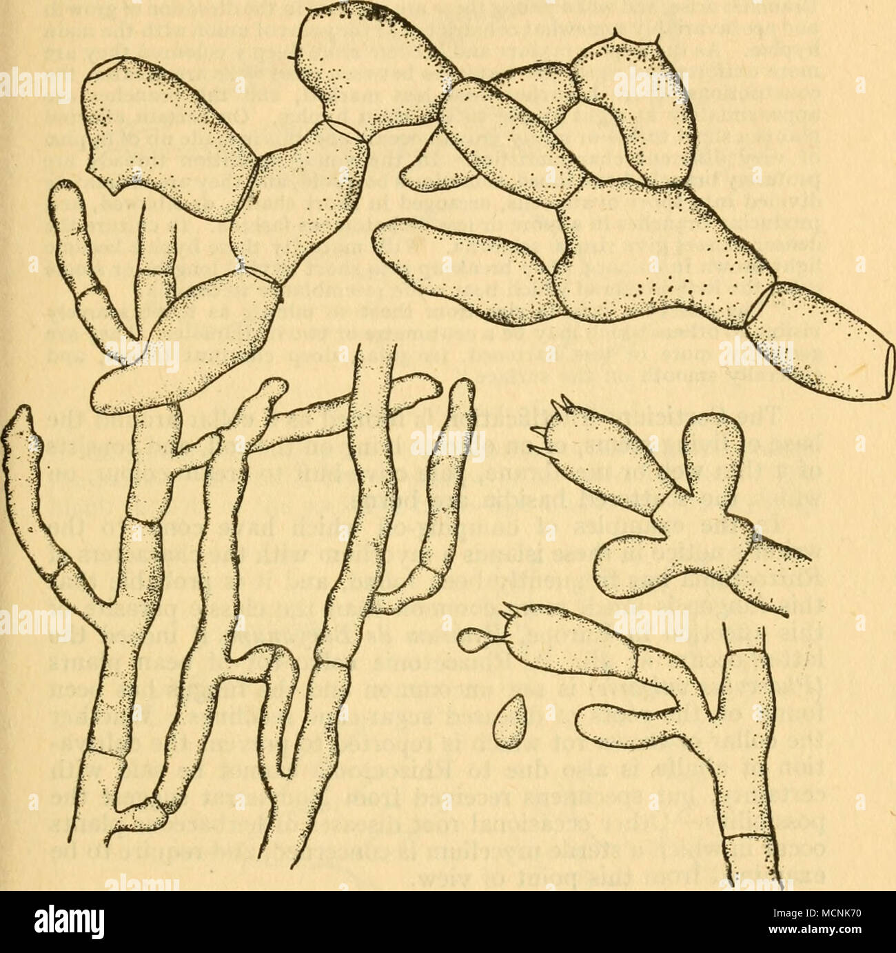 . [Von Duggar des Fungous Krankheiten von Pflanzen Abb. 3 Hyphen (Rhizoctonia) Basidien und Sporen von corticium Vagum ceptible Vielfalt von Pflanze und optimale Bedingungen für die Tempera- tur und Feuchtigkeit für Infektion und Entwicklung. Unter normalen Bedingungen die meisten Stämme zu schwach Parasiten zu sein. Die hyphas frei weichen Gewebe einzudringen, und es gibt in der Regel mehr oder weniger externe Myzel, obwohl nie ein reichhaltiges Invest- ment, wie im vorherigen Arten. Die Beschreibung von B. M. Duggar ist wie folgt: Stockfoto