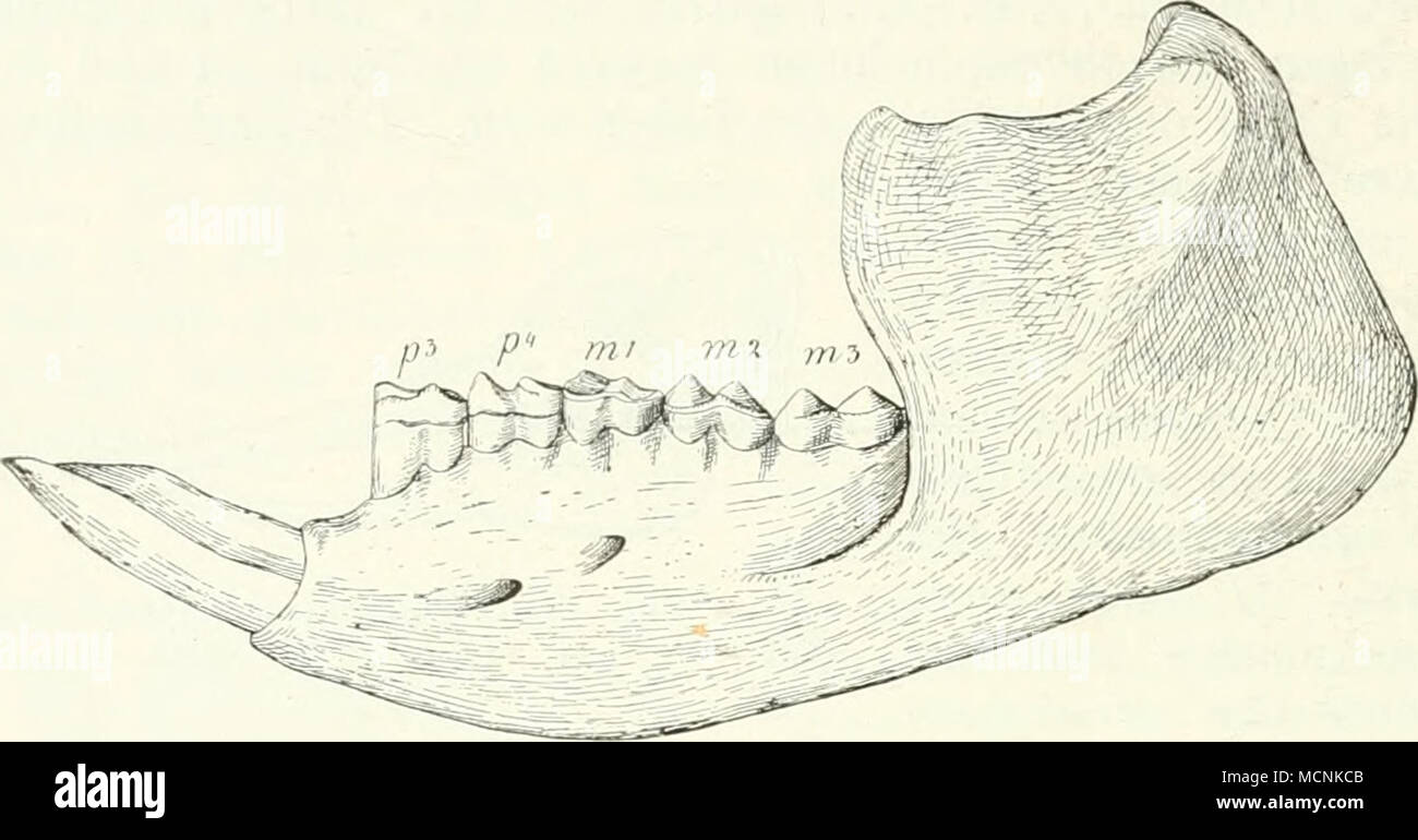 . Nat. (Ir. Abnutzung und daß bei ABB. 516. Pyrotheriuin Sorondoi Aniegh., / Aineghin Tuberkel Gürteltaschen, wie bei Dinotherium der oberen Nummern-oper sterben / sterben unteren / vorn, hinten Konvex Infosäule Sindh. Zweifelsohne Balatonfüred + Pyrotherium ein Ungulate vor, an den sich die Prol) oscidea anschließen. Ein dei-anderen Seite leitet Amegliino Pyrotherium. Durch unvollständig. l) ekannte Unübersichtlichten. sterben er+Propyrothe-RiUM Amegh.. + Carlozittelia Amegh. u k.w. nennt, von bunodonten Süd-amerikanischen + Con (h' larthra ab und behauptet damit, daß der Stamm der Proboscidea Süd-amerikanischen Ursprungs sei und von Stockfoto