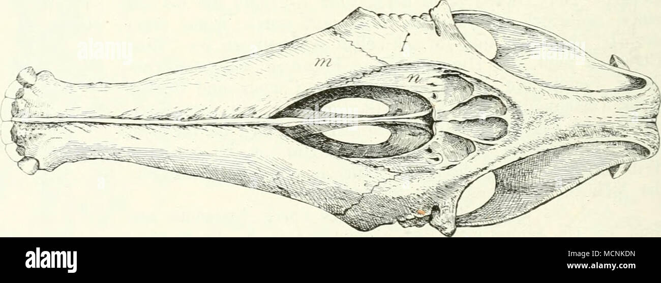 . Abb. 493. Macrauchenia patachonica; / bravard; von oben gesehen. %N. Gr. n Nasale; m: Maxillare/Frontale. Sterben Xasengänge bilden, wie bei Zahnwalen, senkrechte Kanäle. Stirbt Burmeister führte zu der Annahme, daß die Tiere einen Rüssel trugen. Beispiele hierfür auch die tiefen Gruben in den Frontalia sprechen, sterben vielleicht Rüsselmuskeln zum Ursprung dienten. Sterben am längsten und / vollständigen Skeleten bekannte Kunst: + J/. patachonica Owen er-reichte sterben Oröße eines Kamels. + ASTRAPOTHERIIDAE Amegh. Ob this Familie Hiei' ihr geh ("rt. wie Zittel wird, oder ob Sie eine eigene Unterordnung l Stockfoto