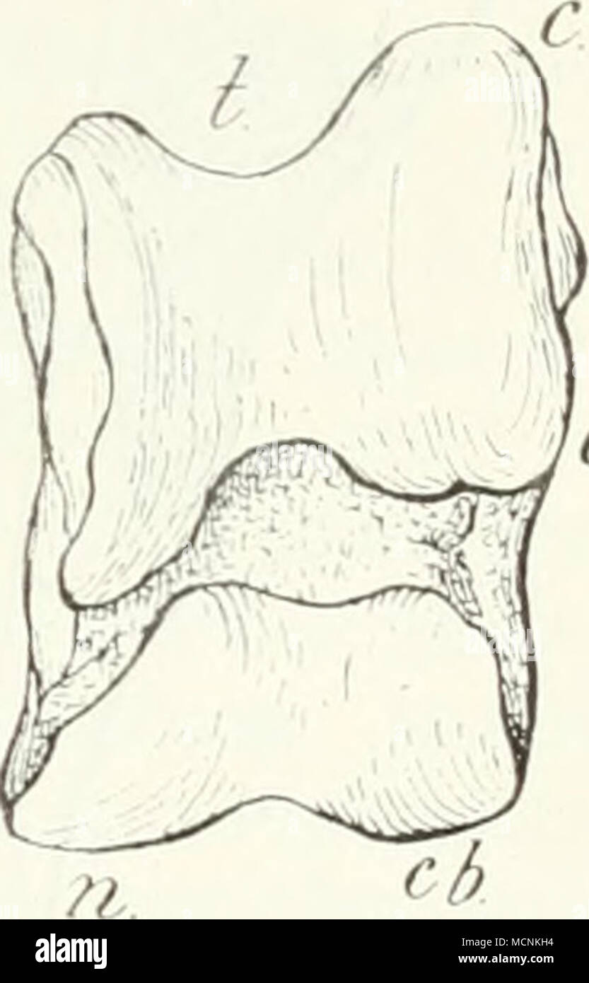 . Artiodnctyla, KiHporhaii. Ss ^f) übernimmt sie als Os malleolaie