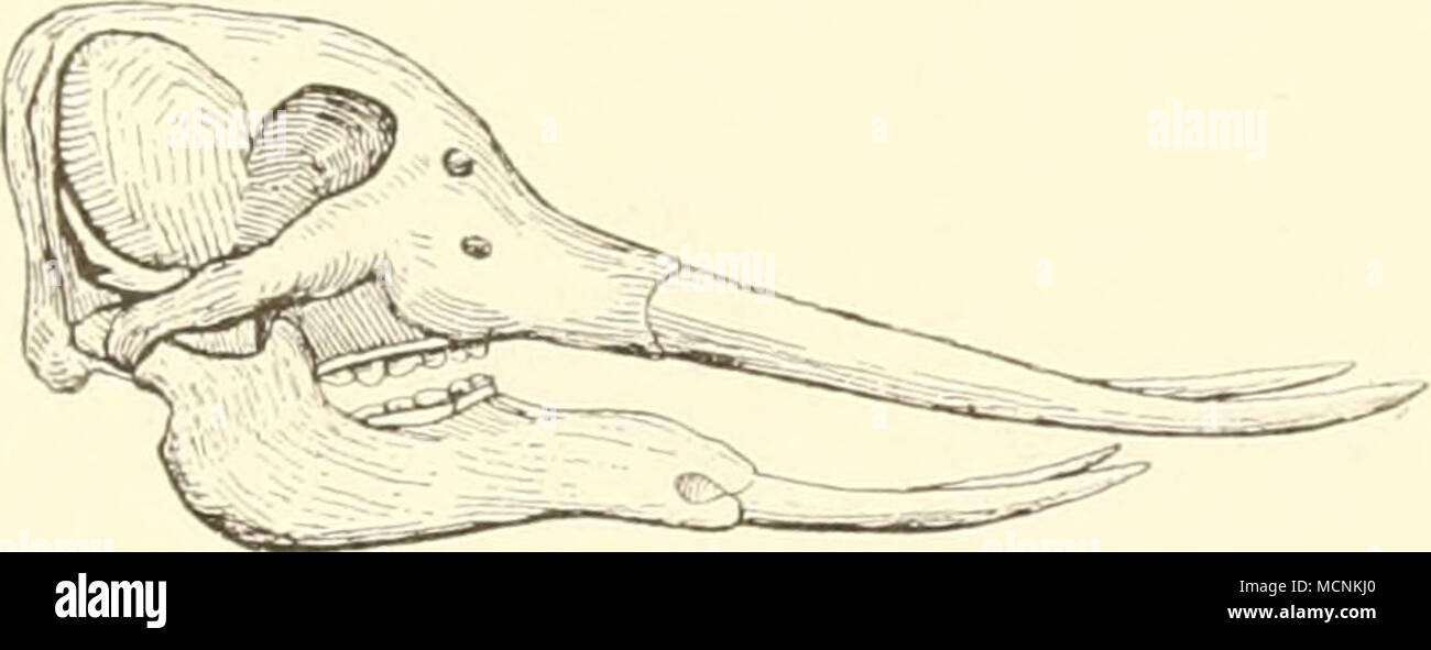 . L'rohoscidra, Vorgrschichto. "J-ji) stodou Pliocän Obenniücäii erscheint im Biz der Alten Welt und erhielt sich in der Neuen Welt bis zum Pleistocän. Mit Dinotherium erscheint Gleichzeitig ++ Mastodon Kerl. Als' oder - Läufer der Elefanten in Euroi) ein und wanderte von hier nach Nord-Amerika. Zahlreichen verschiedenen Arten werdener zuweilen Gattungen zugeteilt je nach dem (irade der Spezialisierung sterben. Zu den ursprünglichsten gehöi-en Sterben Arten, bei denen oben und unten noch sterben ich vorhanden und mit Lon-gitudinalem Schmelzbande versehen sind, auch sterben P noch auftreten, somit Wetter Zahnwechsel st Stockfoto