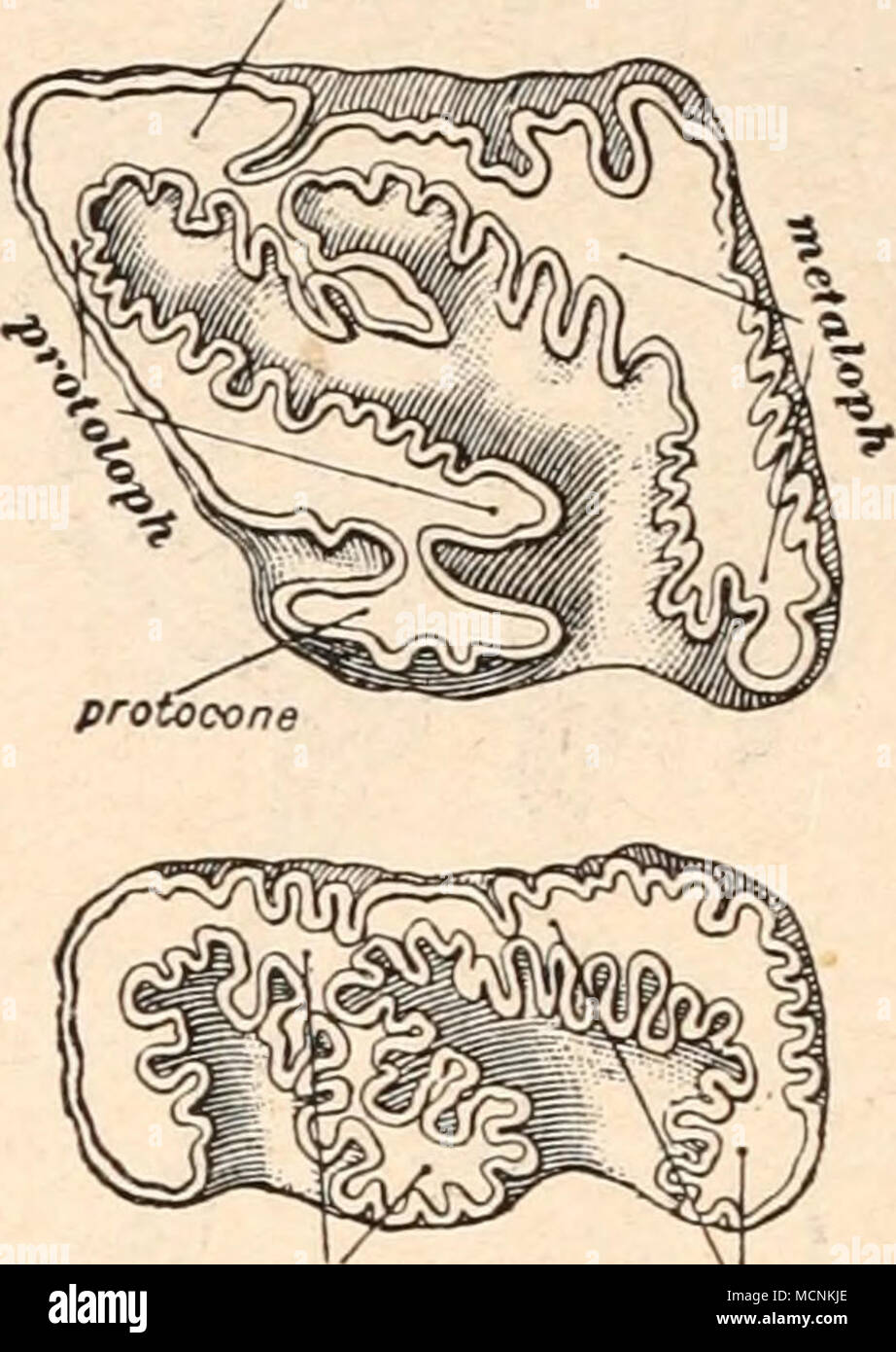 Metalophid Hypolopmi Abb 654 Oberer Und Unterer Molaren Von Elasmotherium Sibiricum Aus Der Eiszeit Sibiriens 4 9 Nat Gr Gaudry A Und M Boule Im Alttertiar Abgezweigten Astes Des Rhinocerotidenstammes 2