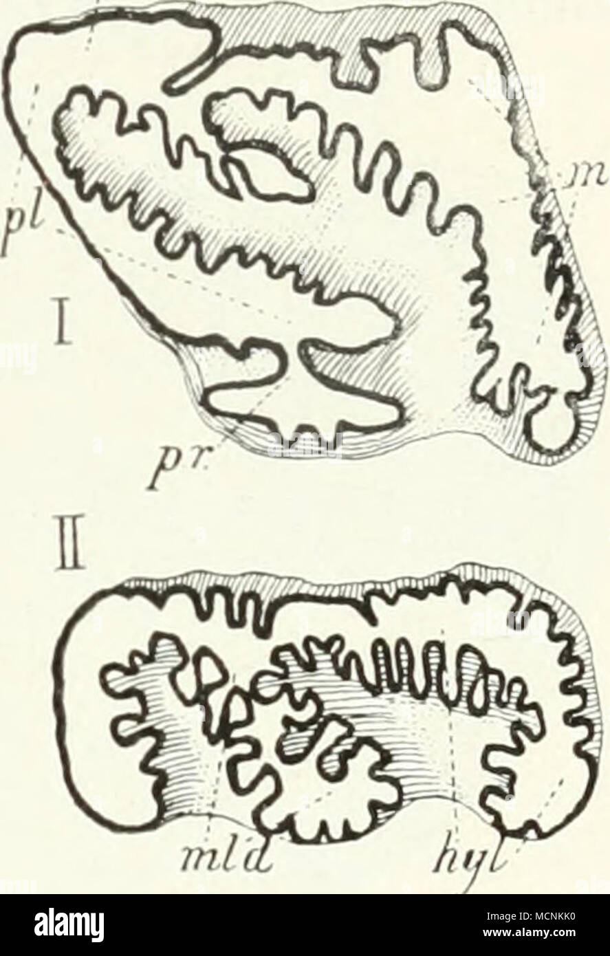 . Perissodactyla, Körperbau. Ö 07 Sporn (Anticrocliet) und Kamm (Crista) entsteht (Abb. 44 P''), bereits ein-tritt. Sie fühi'te in extremer Entwickelung zur starken Emailfaltung beim l) leistocänen Elasniotlierium (Abb. 442). Mit dem Analogueie Pferdegebiß äußert sich dann weiter daiin. daß Sterben brachydonte Krone sich zu einer hypselodonten entwickelt, daß Zement sich absetzt auf der Zahnkrone (Abb. 135, S. 17 G). This 3 Prozesse spielen in der stufenreihe der Pferde in steigendem Maße eine Rolle; sie machen den Zahn zu einem hypselodonten. dessen Krone lange wächst, dessen Wurzel klein bleibt und Stockfoto