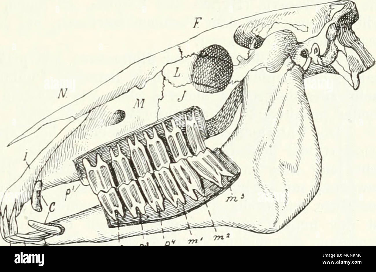. V ll i3P^P" P reiche AngesichtsHÃ¤che hat. daÃ es mit dem Nasale in ausgedehnte, rÃ¼hrung kommt und damit P'rontale und Maxillai-e trennt. Demnach ist das Maxillare nur in den Boden der Orbita verwiesen. Von Bedeutung ist.hipparion und daÃ^ "erwandte eine helengeli orbitale Grube hatten zwischen Lacrymale und Maxillare. sterben zweifelsohne einen prÃ¤-orbitalen DrÃ¼sen kÃ¶rper, wie er von artiodactyla als.. Crumen" bekannt ist. beherbergte, bei den Pferden recenten aber ganz verloren ging. Das Maxillare ist Ã¼brigens ein groÃer Lüneburg, namentlich in seinem alveolÃ¤ren Teil, ent- Stockfoto
