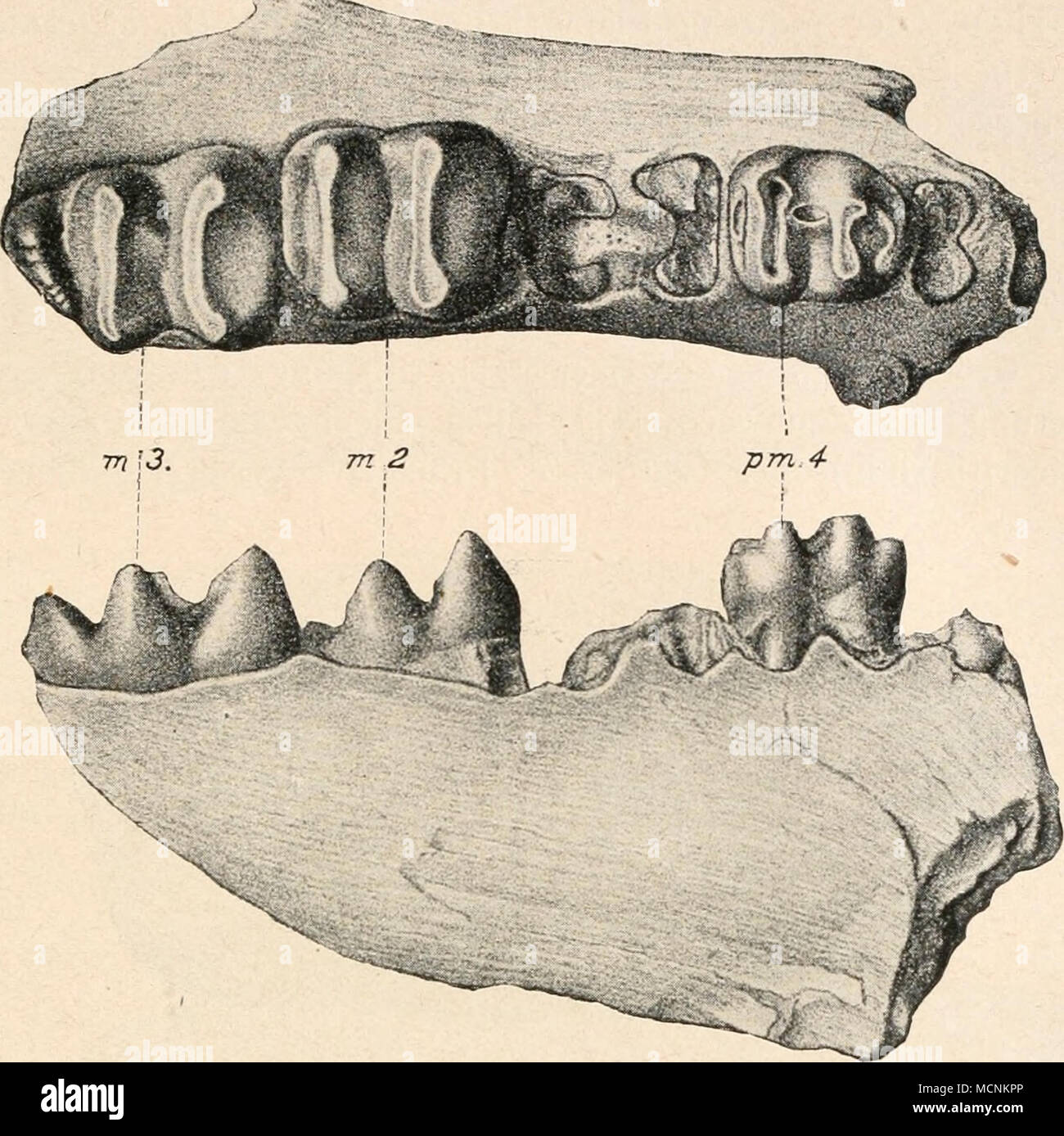 . Abb. 621. Der Proboscidier oligolophodonter Molarentypus: Fragment des on the left side Unterkieferastes von Dinotherium Hobleyi, Andr., aus dem Miozän von Ka-rungu (Ostseite des Viktoria-Nyanza) in Britisch-Ostafrika. 1/3 Nat. Größe. (/ C. W. Andrews.) • * Ich "% Stockfoto