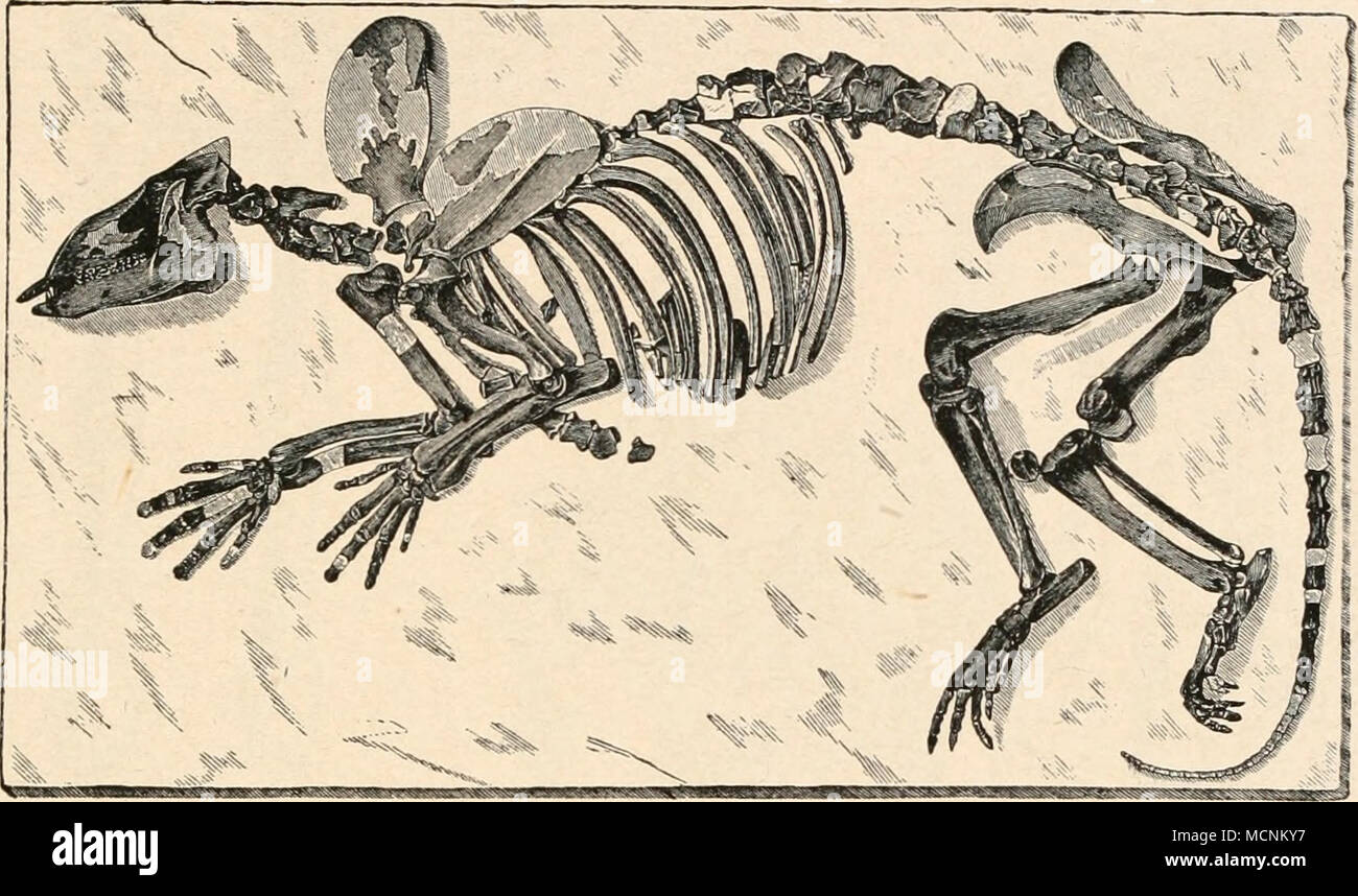 . Abb. 597. Skelett von Phenacodus primaevus, bewältigen, aus dem Untereozän (Wasatch Betten, Coryphodonzone) von Wyoming, das in der hier dargestellten Lage entdeckt wurde. (/ E.D. bewältigen.) zu "griffelbeinen", seltener zu Knopfförmigen Rudimenten um-geformt; bei den Pferden nehmen sterben Oberenden der Metapodien noch an der Gelenkbildung gegen Karpal- und Tarsalgelenks Anteil, bei den hoch-spezialisierten Hirschen, Gazellen usf. sind sie aus dem gestalteten mit dem Carpus und Tarsus herausgedrängt worden und daher häufig gänz - lich verloren gegangen. Ein wichtiges Spezialisationsmerkmal der Gliedmaßen der Stockfoto