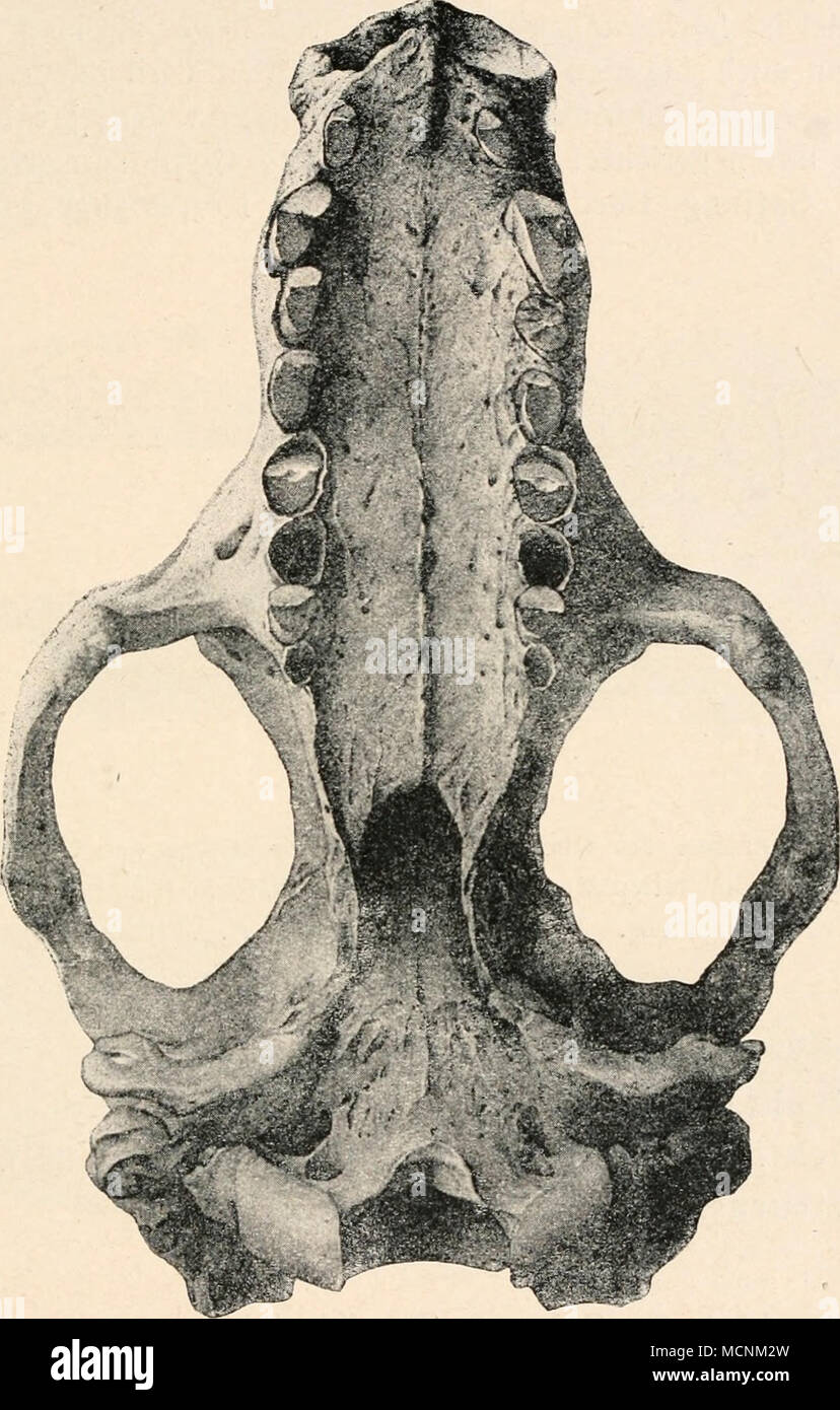 . Abb. 585. Unteransicht des Schädels von Dasypus retusus, aus dem Plistozän (Pampasformation) Argentiniens. Verkleinert. (/ R. Lydekker.) Sterben Kaufläche brillenförmig erscheint. Chlamydotherium bildet ein Übergangsglied zwischen den primitiveren Dasypodiden und den Kl. früher als "Glyptodonta" abgetrennten spezialisierten Typen. Glyptodon. - Plistozän von Argentinien, Brasilien, Uruguay, Florida, Neumexiko (Abb. 586, 589, 590). Stockfoto