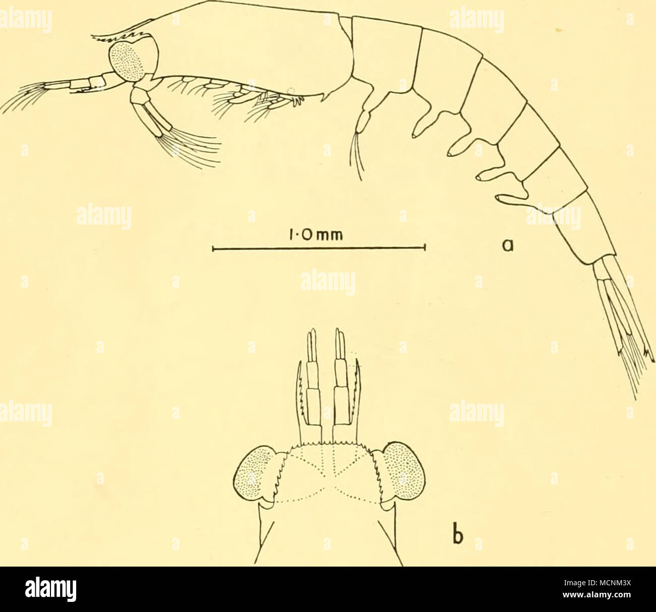 . 0-5 mm Abb. 16. Euphausia lucens. Ein zweiter furcilia, laterale Ansicht; b, vorderleib, dorsalansicht. Wie das Tier den Erwachsenen bilden Ansätze der vorderen Platte wird kleiner und verliert seine Rippen. In der erwachsenen Phase dieses Schild ist ein Dreieck etwas breiter als lang. Es kann oder kann nicht eine rudimentäre Podium führen. Die seitliche denticle auf dem carapax bewegt sich langsam von seiner Position, bis es über der Mitte der untere Rand erreicht. Die oberen distalen Rand der basalen Segment der ersten antennal Blütenstandsstiels wird nach und nach mehr produziert, bis es ein Ac ist Stockfoto