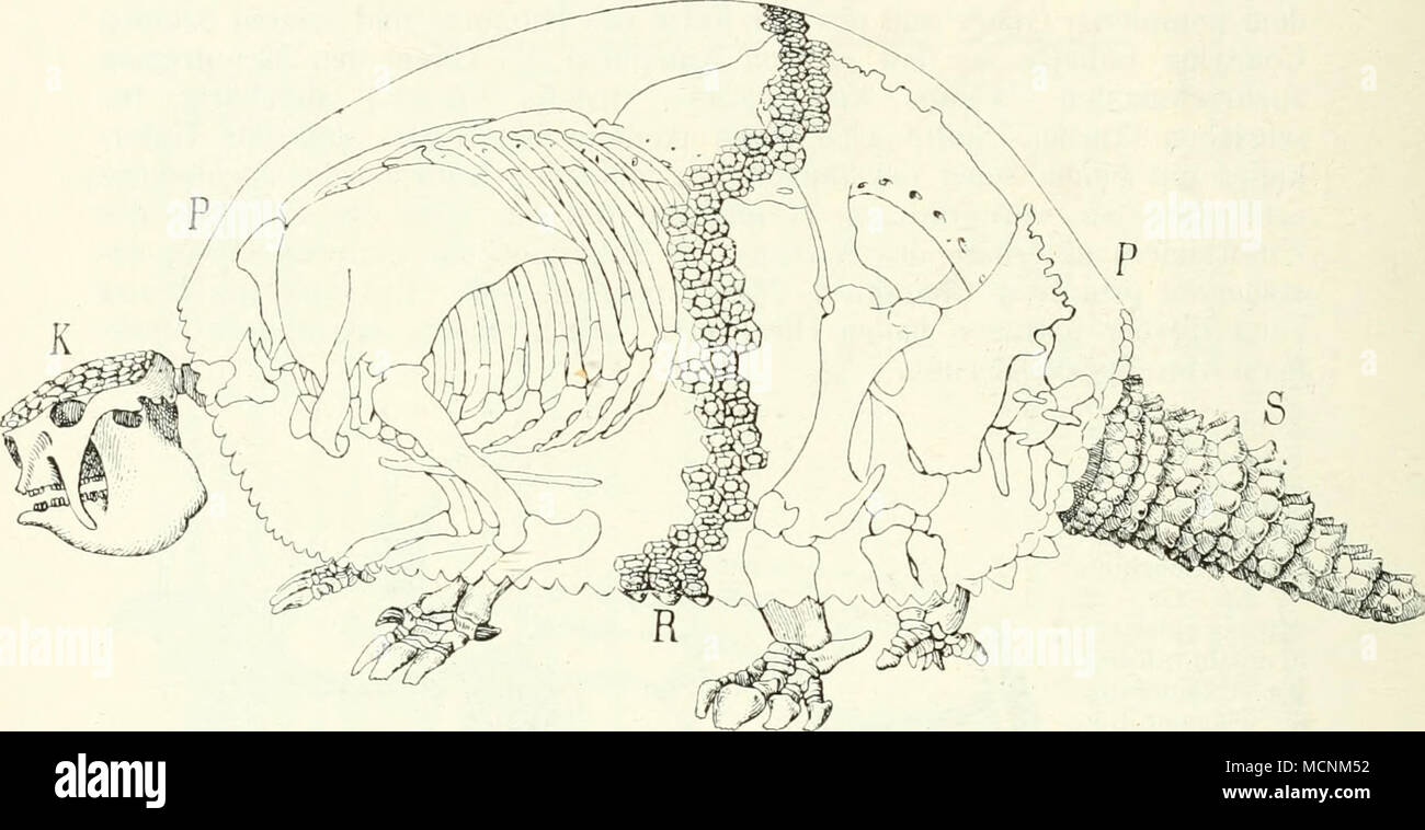 . Abb. 3.j 4. Glyptodon Asper,",; Nat. Gr., aus verschiedenen Figuren Bur-Meister. s zusanunengestellt. Ein "kopfschild;.^.^ chwanzpanzer. (Ruinpfpanzer/') im Umriß, nur einzelne Reihen{/?) der Panzerplatten Sindh dargestellt. Insoweit das skelet innerhall') des Panzers Balatonfüred, Sindh nur seine Konturen angedeutet. Sie machen bereits die Verschmelzung der thorakalen und lumbalen und sakralen Wirbel deutlich. werden konnte (Abb. a. HF)). Und der Publikum und Vaterland wurde der ol" engenannten N'er- wachsungen, Thorakal- und Lunibalwirbel. Er setzt sich aus vier-bis mehreckigen, testverbundenen Knochenschui) Stockfoto