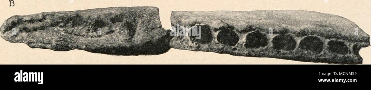 . Abb. 572. Vorderende der bärbeißigen Bemerkungen eines Vorläufers des Pottwals, Prophyseter Dolloi, Abel, aus dem oberen Miozän von Antwerpen, etwa in 4/io-nat-Gr. Der linke Zwischen-kiefer Oberkiefer und von unten und von außen gesehen. Im Zwischenkiefer (links) noch drei, aber bereits verwachsene Alveolen der Schneidezähne sichtbar, die Alveolen des Oberkiefers im Verwachsen begriffen, auch gleichfalls nicht mehr mit funktionellen Zähner besetzt. (Nach O. Abel). Stockfoto