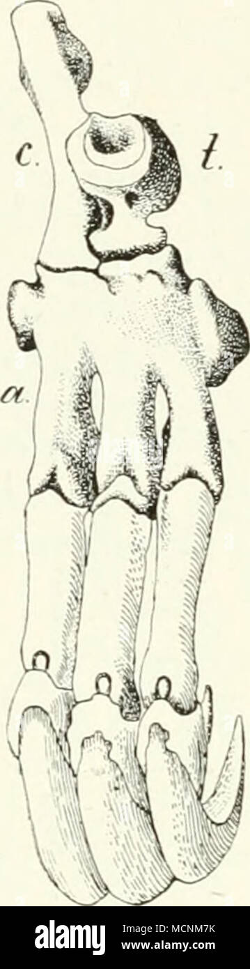 . Der Trochauter tertiiis liradvpodidae fehlt in den Graben und] Iyiiiiecopliagidae. konnte aber l) ei deren fossilen Veiwandten. Den (iravigrada. auftreten. oder ist das wie bei Myrmecopliagidae durch eine Muskelleiste 14.03.12. Die() lyi) todonten haben für ihn, in enormer Ausbildung; stark ist er auch bei den Dasypodidae. Burmeister l) Eschrieb von den (iravigrada als Seiticulum einen Halbmond-fr" Rmigen Knochen zwischen Til) Ia und dem lateralen Con-dylus des P'emur.Der der Paratil) Ula [Uanchi] entspricht (s. ooG). Tibia und Fibula sind Nui" bei Dasypodidae. Ebenso wie bei zahlreichen (iravigrada. i) rox Stockfoto
