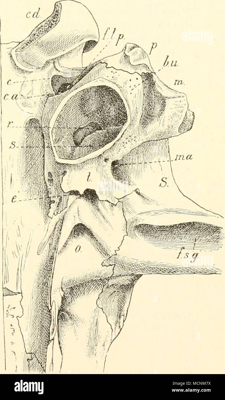 Foramen ovale Fotos und Bildmaterial in hoher Auflösung Alamy