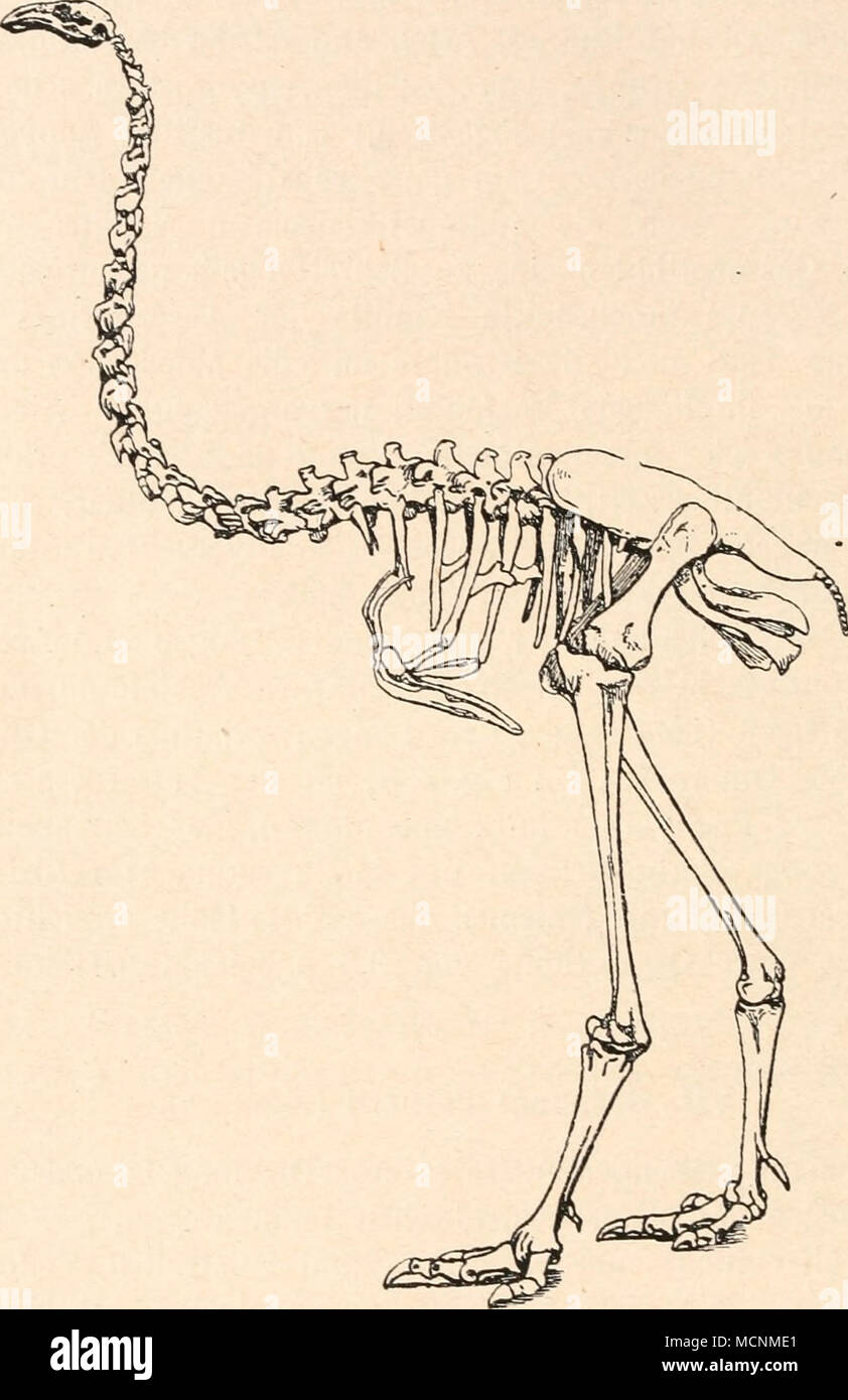 . Abb. 538. Dinorms maximus, Owen, aus dem Quartär der Südinsel Neuseelands, in l/n nat-Gr-(/ C. W. Andrews.) IX. Ordnung: Steißhühner (tinamiformes). Die steißhühner sind heute mit etwa 65 Arten über Soziologie weit verbreitet. Sie stellen eine sehr alte Gruppe dar, die in vielen Merkmalen osteologischen primitive Züge bewahrt hat. Über die Ge-schichte of this Ordnung Christmas sterben dürftigen Reste von Steißhühnern Stockfoto