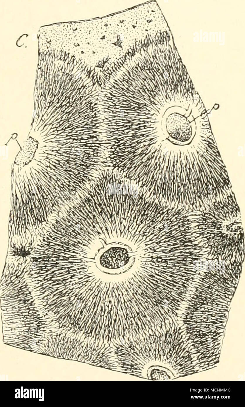 . Abb. 314. Orycteropu? Capensis. Stück des Gr. sciinittes durch einen Zahn. /&Gt; Pulpa dentis von der Kanäle aus. Tüv im je ein Zahnpri. sma: CCementbekloiduno;;;;;;;; / duvernoy. Stockfoto