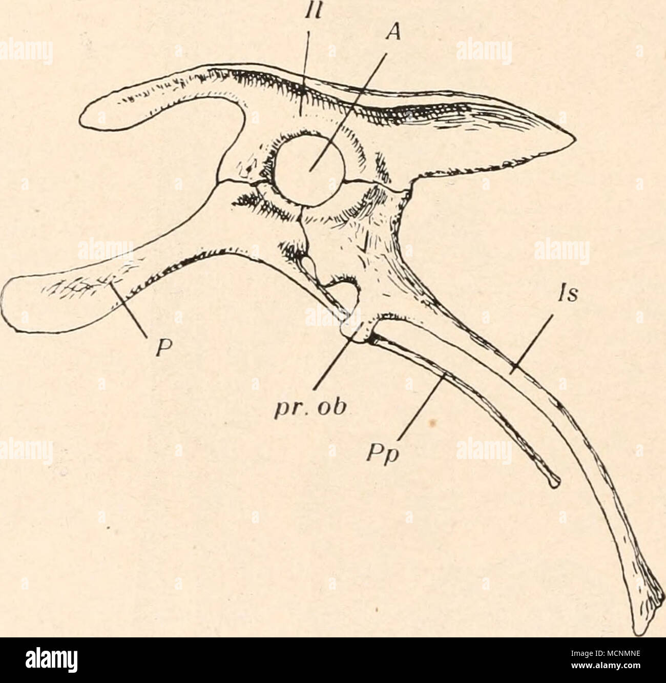 . Abb. 495. Ihr Browser kann leider keine eingebetteten Frames anzeigen: Linkes Hüftbein von Apteryx Australis, Owen (neuseeländischer Kiwis). Unten: Derselbe Stadtschloss von Iguanodon, bernissartensis Blgr., aus dem Wealden Niederlandes. Ihr Browser kann leider keine eingebetteten Frames anzeigen: Unten: // = Ilium. // = Ilium. P=Schamberg. P=Processus pseudopectinealis Pr.pe. = Processus pectinealis. pr. Ob ein. = Processus Obturatorius. Js. = Sitzbein. = Sitzbein. 4. = Acetabulum. A=Acetabulum. Pp=Schamberg. Stockfoto