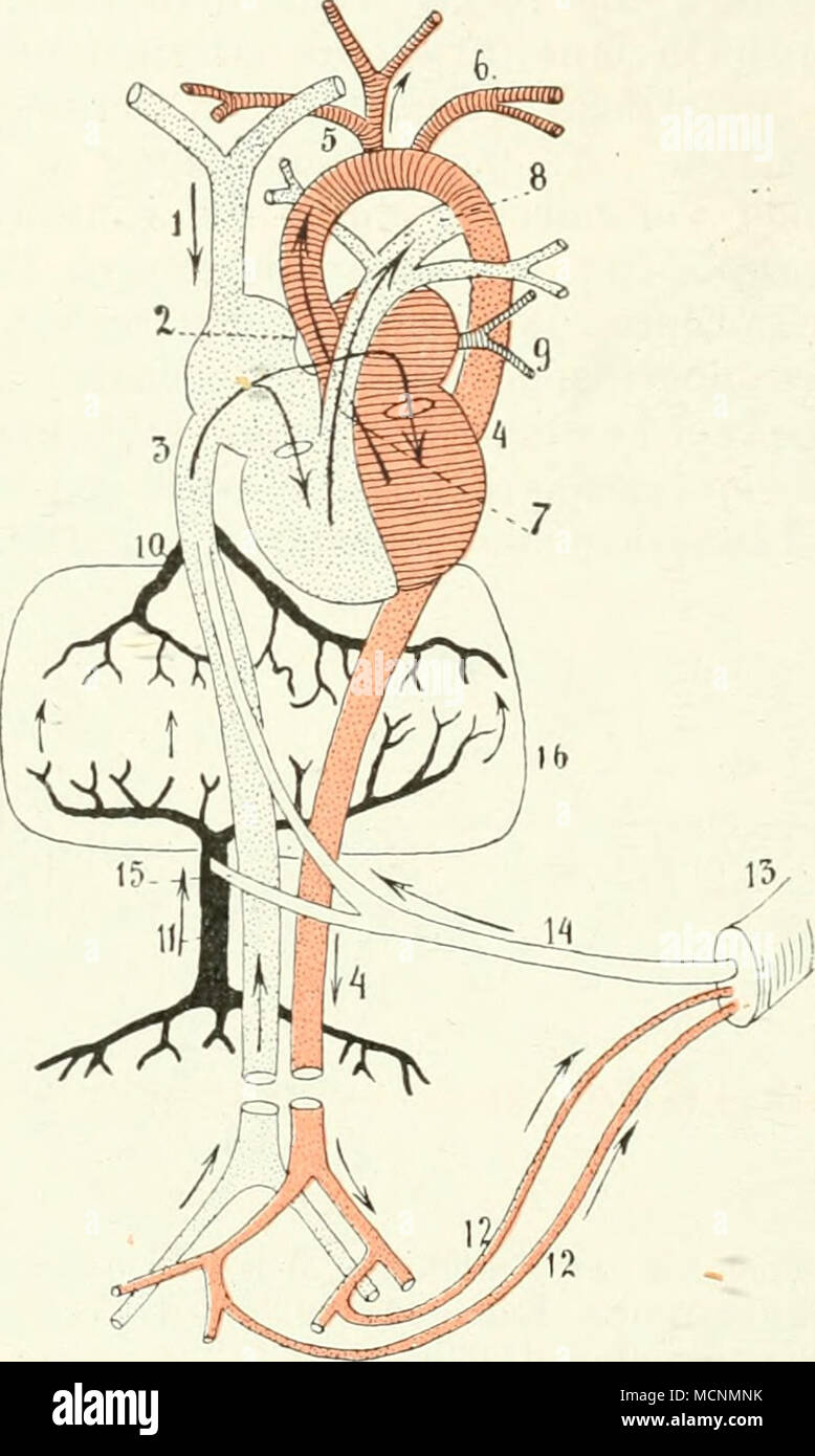 . Abb. 245. Schema der embryonalen / Zirkulation, Motorhaube, geändert. /Vena cava anterior; 2 Foramen ovale; 3 Vena cava posterior; 4 Aorta; 5 Arteria anonyma; 6 Art. subclavia; 7 Art. pulmonalis Ductus arteriosus Botalli; 8; 9; 10 Vena pulmonalis Vena hepatica; //Vena portae; 12 Art. Umbilicalis;/.? Nabelstrang; 14 Venae umbilicales; 15 Verbindung der Umbilikalvene mit der Pfortader, der Ductus venosus Arrantii beginnt bei dem Pfeil oberhalb 14 und endet bei 10; 16 Leber. Das arterielle System ist rot gehalten, das venöse weiß bzw. punktiert; Pfortadersystem und Leber - Venen schwarz. Ich s Stockfoto