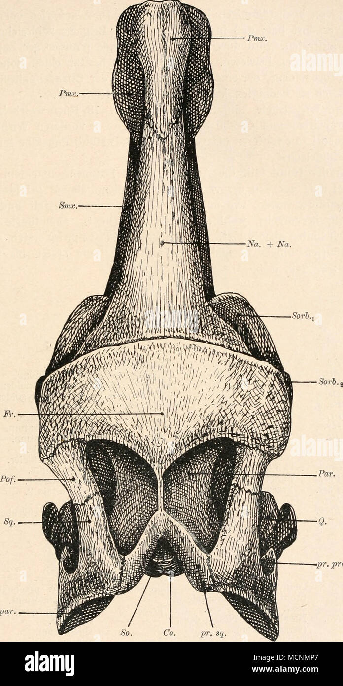 . - Pr. praeq. pr.par Abb. 493. Oberansicht des Schädels von Iguanodon bernissartensis, Boulenger, aus dem wealden von Bernissart, Belgien. 1/i Nat. Gr. (Neue Rekonstruktion auf der Grundlage Ab-bildung des Exemplare (N) des Museen in Brüssel durch L. Dollo, 1883.) (Erklärung der Abkürzungen s. S. 628.) 40* Stockfoto