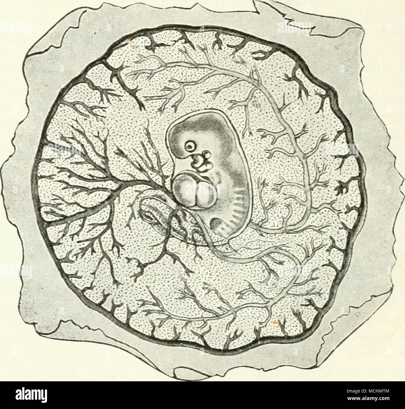 . Abb. 243. Area vasculosa vom Kaninchen / E. Van SSeneden (aus Strahl). einer eiweißhaltigen Flüssigkeit, die für die Ernährung des Embryos ver-wertet werden kann. Zu diesem Behufe entwickelt sich ein dottersacks-Kreislauf, der mit dem niederer Amnioten ganz übereinstimmt. Sterben früher bereits Nummern-oper Ijeschriebenen i) rimitiven Aorten Christmas auf ihrem Wege zum Schwänze jederseits eine Arteria mesenterica omiihalo - ab, welche sich mit dem Gefäßhof Wound und entweder das Blut zu einem ringförmig, den Gefäßhof Randsinus Umgel) beschließen den Tag bringen, Sinus terminalis, oder Al) er direkt in Kapillaren sic Stockfoto