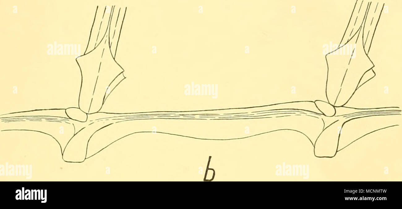 . Text-Bild. 8. Rückenflosse Alepisaimis ferox: a, die basale Elemente unterstützen die ersten drei dorsalen Strahlen. DM, EM, IM, depressor, Kartonaufrichter und inclinator Muskeln von Fin-ray (X4/5); b, der basalen Elemente, die im 14. und 15. dorsalen Strahlen (x 7-5). Intermuscular Knochen In seiner Systematik der Fische, Berg (1947) Erläuterungen, die in den unteren teleosts True intermuscular Knochen (epineurals, manchmal auch epicentrals) ist in der Regel vorhanden sind. Bei der Festlegung der größere Gruppen, Berg, dass intermuscular Knochen in der Isospondyli, Haplomi, Ostariophysi (rush1978 - noidea) und Apodes sind. (Definit Stockfoto