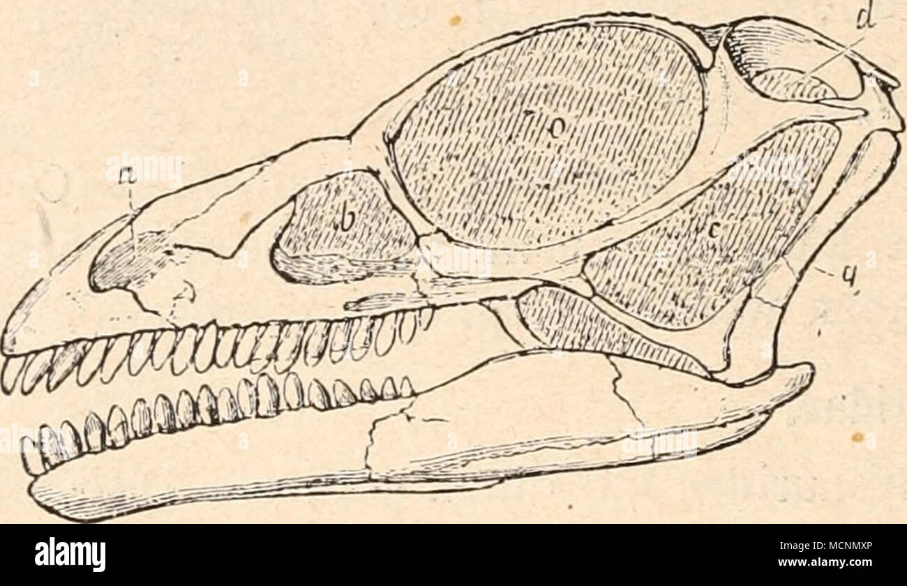 . Abb. 462. Schädel von Anchisaurus colurus, Sumpf, aus der Oberen Trias (Connecticut RedSandstone) von Manchester, USA 72 Nat.Gr. (/ O.C. Marsh.) a=Nasenöffnung. d = obere Temporalgrube. b=Fenestra praeorbitalis. o=Orbita. c = untere Tempoialgrube. q=Quadratum. Iv.in. Stockfoto