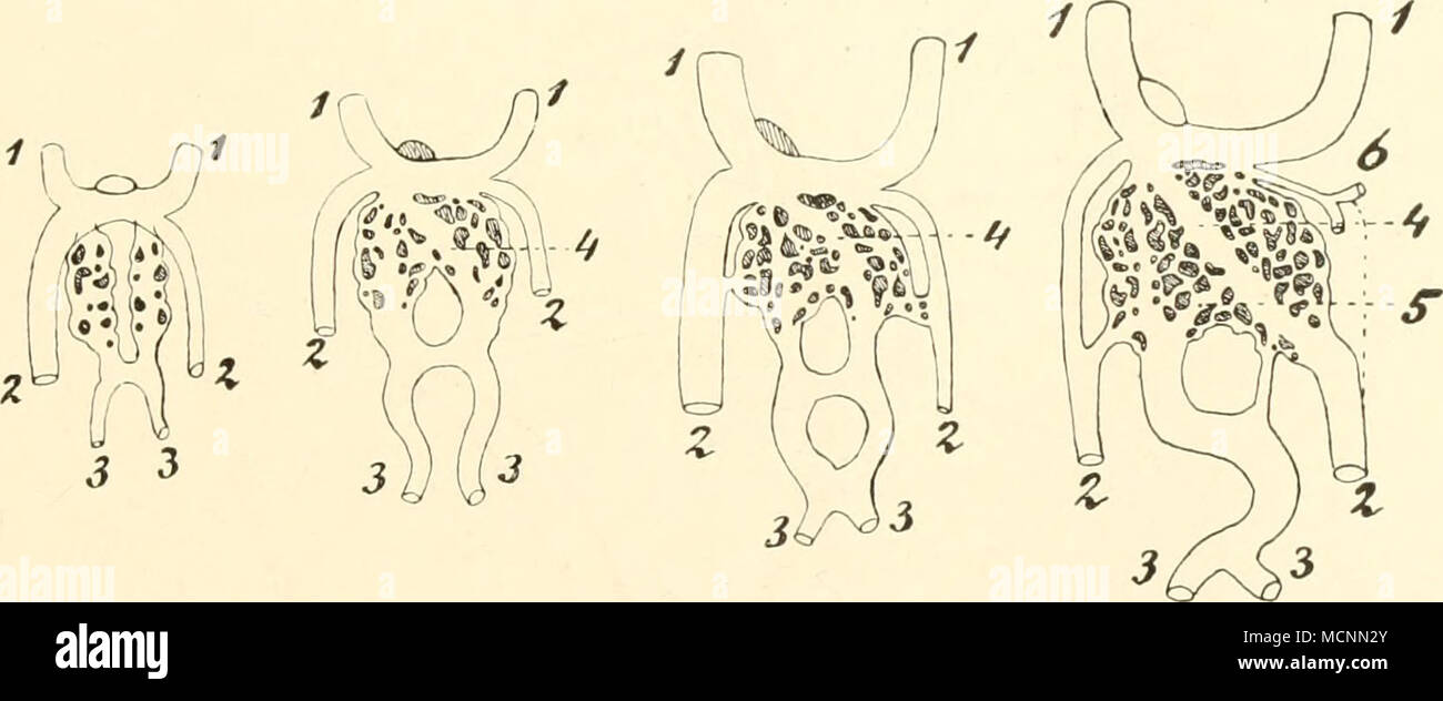 . Abb. 244. Vier Schemata zur Umbildung der Venae omphalo-mesenfericae und Umbilicales in Verbindung mit der P^ntvvickelung der Leber bei Monodelphia, / hochstetter. /, / Rechter und linker Ductus Cuvieri; 2,2 rechte und linke Vena um-bilicalis; 3,3 rechte und linke Vena omphalo-mesenterica; 4 Ductus venosus Arrantii; 5 linke Pfortader; 6 wird Vena hepatica. Vom Darm ihr nimmt sie sterben^'ena mesenterica, mit Sterben, mit dem Wachs-tum des Embryo eine Größe zunimmt. Nachdem alsdann mit dem Schwund des Dottersackes dessen Kreislauf beendigt ist, wird sterben Vena Omi) haIo-mesenterica zur Vena portae, w Stockfoto