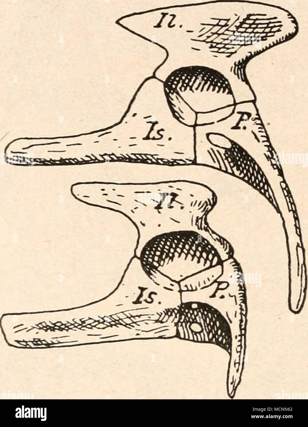 . B. in Abb. 419. Rechte Beckenhälfte zweier Pseudosuchier. A: Ornithosuchus Woodwardi, E.T. Newton (mittlere Trias von Elgin, Schottland) und B: Euparkeria capensis, Ginster (Trias der Kapkolonie), beide von außen gesehen. (/ G. Heilmann, 1916.) //. = llium. S. = Schamberg. Ist. = Sitzbein. Temporalgruben sind noch getrennt, sterben Präorbitalöffnung groß; das Auge ist durch einen Sklerotikalring geschützt. Das Becken (Abb. 419) (1) Das geologische Alter der Stagonolepisschichten von Lossiemouth bei Elgin / huene entspricht der deutschen Lettenkohle und ist daher als mittlere Trias zu bezeichnen. F. vo Stockfoto