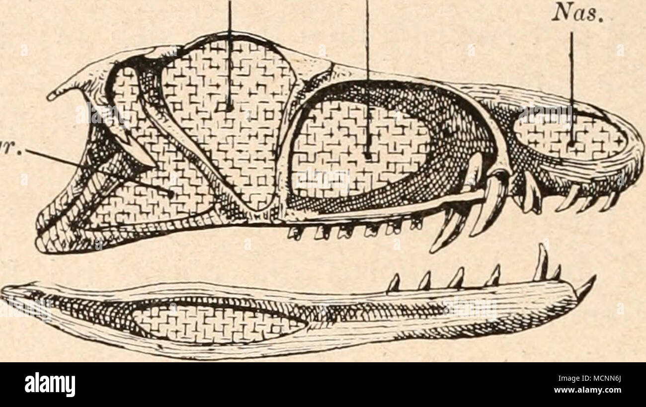 . Abb. 416. Rekonstruktion des Schädels von Ornithosuchus Woodwardi, E.T. Newton, aus der mittleren Trias von Elgin (Schottland) in x/eine nat-Gr-(/ E.T. Newton, 1894.) T. Gr. = sterben Nummern-oper miteinander ver-Orb. - Orbita. schmolzenen Temporalgruben Prorb. - Präorbitalöffnung, (obere und untere). Nas. = Nasenöffnung. Stockfoto