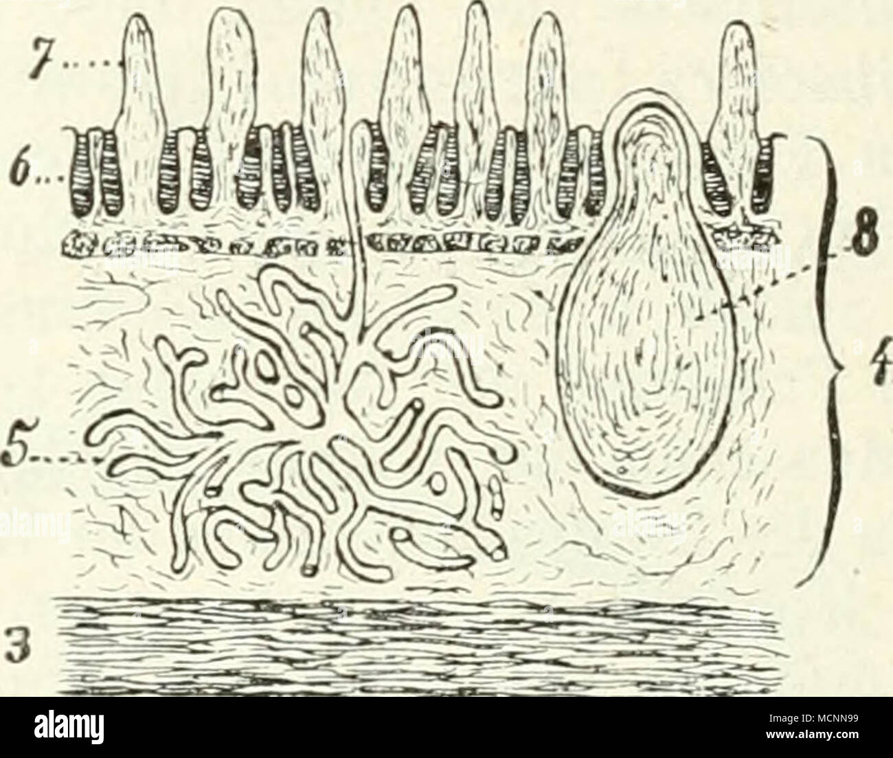 . Abb. 15". Abb. * Abb. ir&gt; 6. Frontalschnitt durch den Kehlkopf / Reutte des 6,5 cm großen beuteljungen von Halmaturus, / Gegenbaur. ar": Cavura Arytaenoid-Knorpel; pharyngo-nas-ale; ep Epiglottis; er Cricoid;/Schlund; k Knorpel der Epiglottis; w Muse, thyreo-arytaenoideus; th Thyreoid. Abb. 157. Schematisierter Querschnitt durch die Darmwand. /Serosa; 2 Longi - tudinale; 3 Zirkuläre Schleimhaut Muskelfasern; 4; 5 Brunnersche Drüse;&lt;? Lieberkühn sehe Drüsen; 7 Darmzotten; 8 Solitärer Follikel. prävelar Balatonfüred, ebenso dort, wo this Lage leicht einnimmt, Nament-lich im Stockfoto