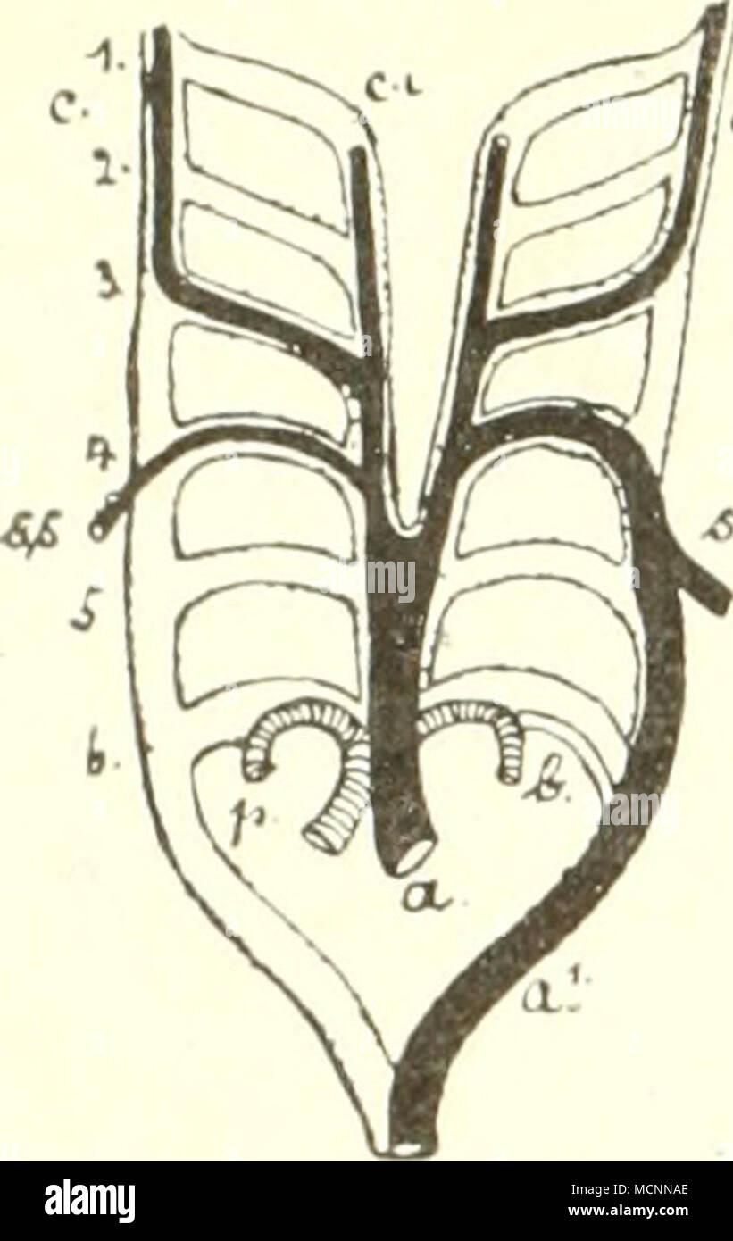 . Abb. 189./Arterienbogen, von der BauchflÃ¤che gesehen; schwai'z ist angedeutet, war bei SÃ¤ugern daraus zweite biz fÃ¼nfte der ersten bis vierten Kiemen-spalte Balatonfüred, der sechste Al)er hinter der entsprechenden Kiementasche. Unsere P'igur l'^L" / Boas stellt dar, welche wichtigen (lefÃ¤Ãe aus diesen primitiven Arterienbogen sich ditferenzieren. Es sind in erster Linie der Definition- linke Aortenbogen selbst, aus dem vierten Arterien - Bogen, der Linkerseits sterben Art. subclavia für die Linke "orderextremitÃ¤t abgibt. Rechterseits entsteht hier sterben subclavia dextra. Ferner jederseit Stockfoto