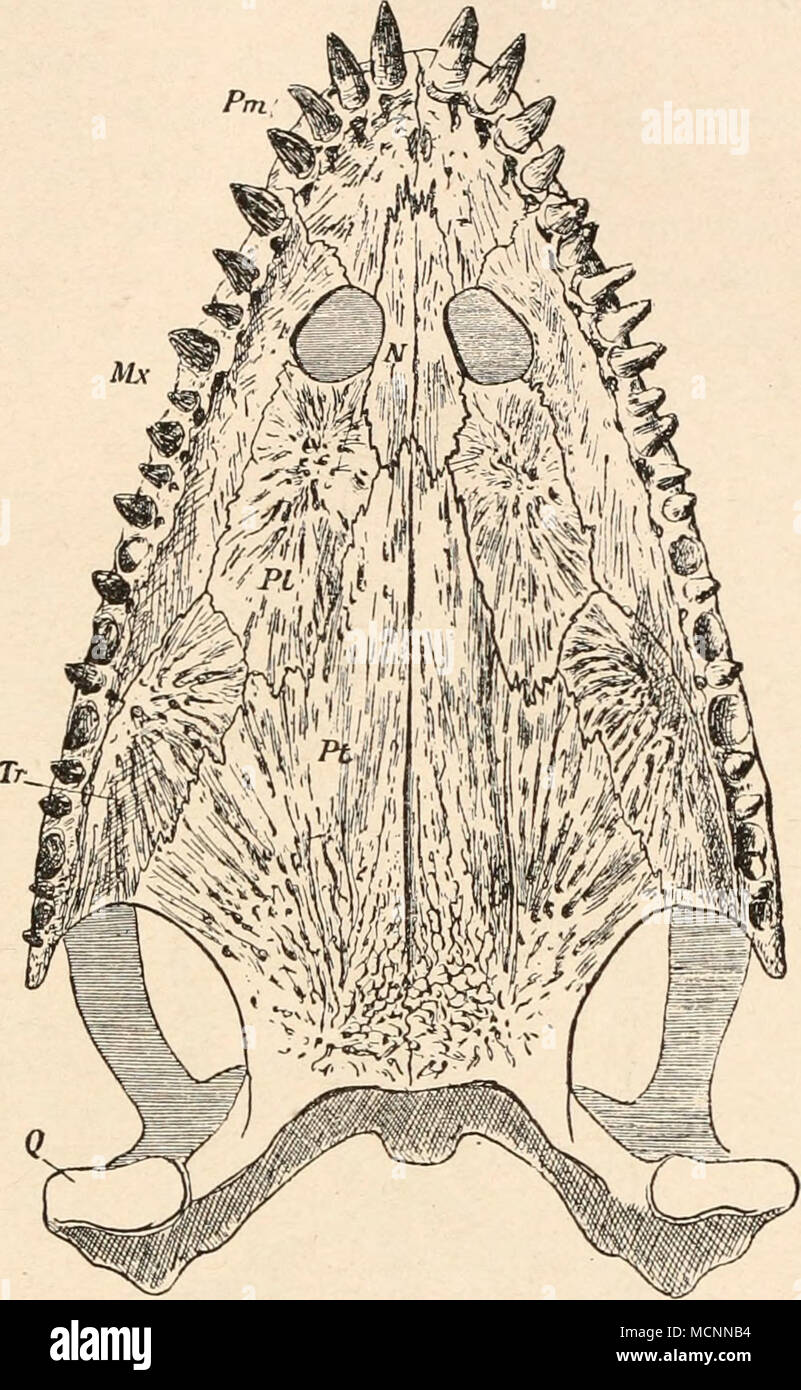 . Rig. 383. Gaumenansicht des Schädels von Simosaurus Gaillardoti, H. v. Meyer, aus der mittleren Trias (Oberer Muschelkalk) von Crailsheim in Württemberg, in 1/2 Nat. Gr. (Nach O. Ja Ekel.) PM = Praemaxillare. Pt=Pterygoideum. Mx=Supramaxillare. Tr = Transversum. N = Vomer. Q=Quadratum. PI = Palatinum. (Der hintere Teil des Schädels ist ergänzt.) in der Hand und Fuß bereits zu typischen Flossen geworden, weisen aber noch keine Verlängerungen der Finger- und Zehenstrahlen auf. Der Schädel ist bei einigen Gattungen (z. B. Lariosaurus, Simo-saurus) (Abb. 383) kurz und breit, bei Nothosaurus Stockfoto