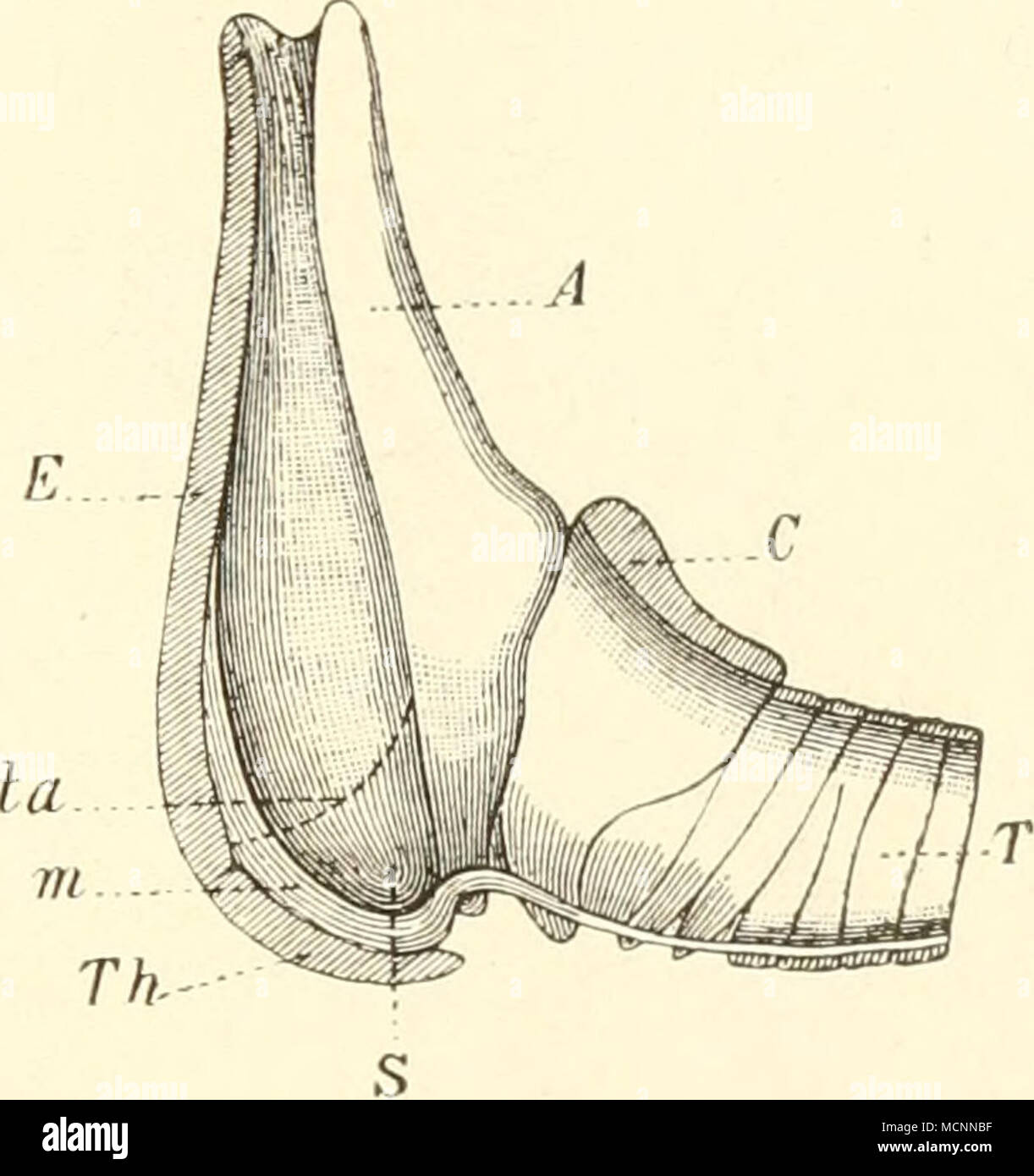 . Abb. 175. Schematischer Medianschnitt durch den Kehlkopf des Odontoceten (I) und (II), Balaenoptera / E.Dubois. Eine Arytänoid; ein Durchschnitt des Liga-mentes, das Sterben Nummern-oper l* Roc. anteriores der Arytänoide CCricoid verbindet;;;^^ Kehldeckel Processus posterior des rechten Arytaenoid; s Laryngealer Sack; T Luftröhre; ia die obere Grenze des Muse thyreo-arytaenoideus; r/zThyreoid. Kohlbrugge sterben Affen ein wulstförmiges, kaum schwingungsfähiges morpho- logisches Äquivalent der Stimmbänder ohne Stimmbandmuskel, demnach kein wahres Stimmband. Bei der Mehrzahl der Säuger treten auch sterben Morgagni se Stockfoto