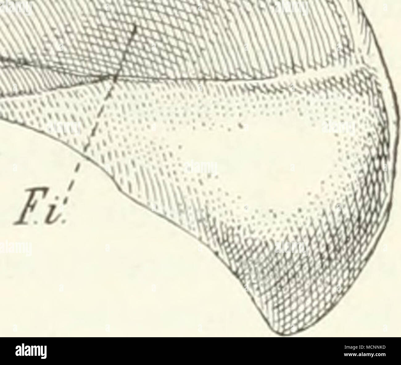 . Abb. 573. Tatusia. Das Brustbein mit pr Praesterniim (Manuliriuni