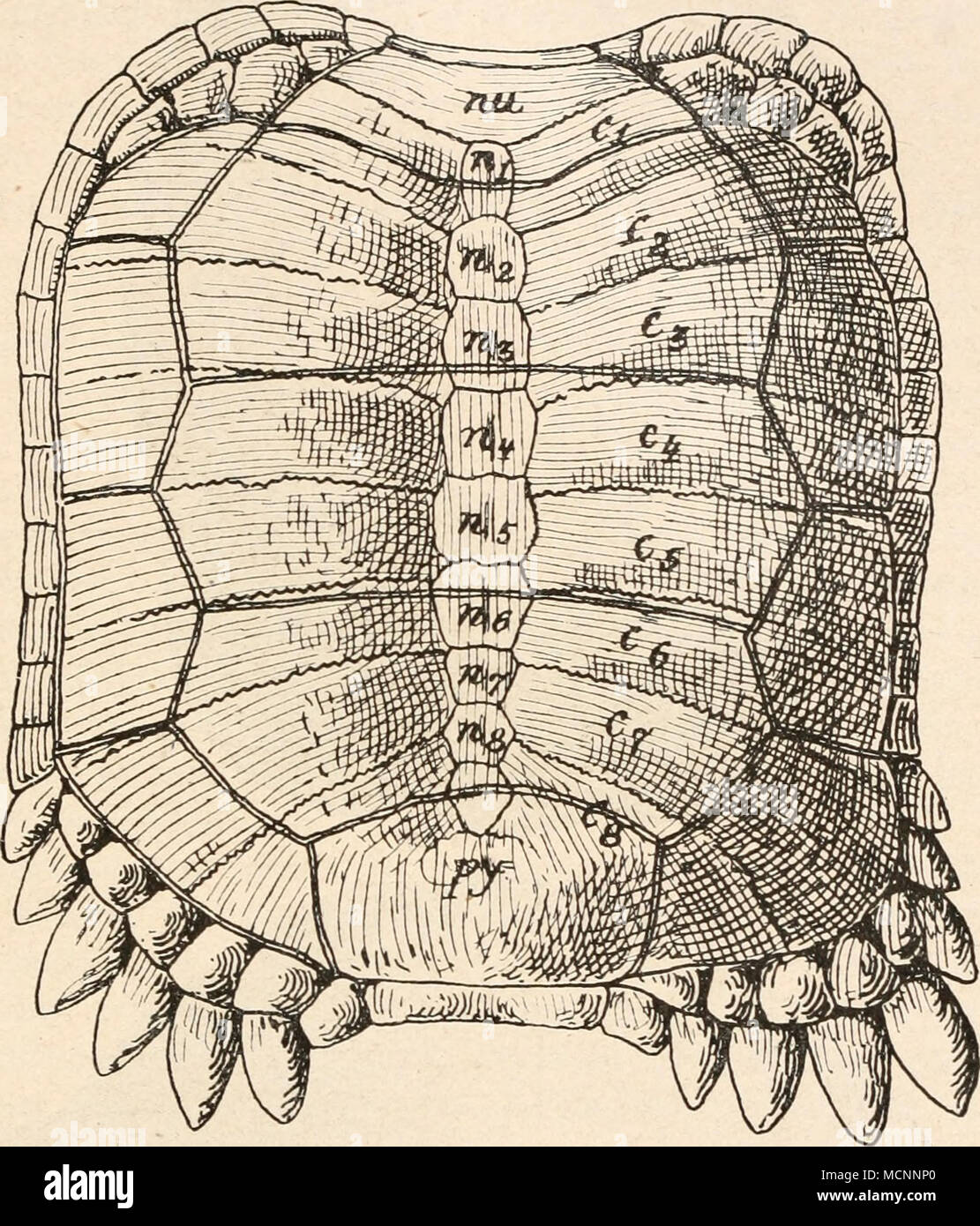 Proganochelys quenstedti Fotos und Bildmaterial in hoher Auflösung