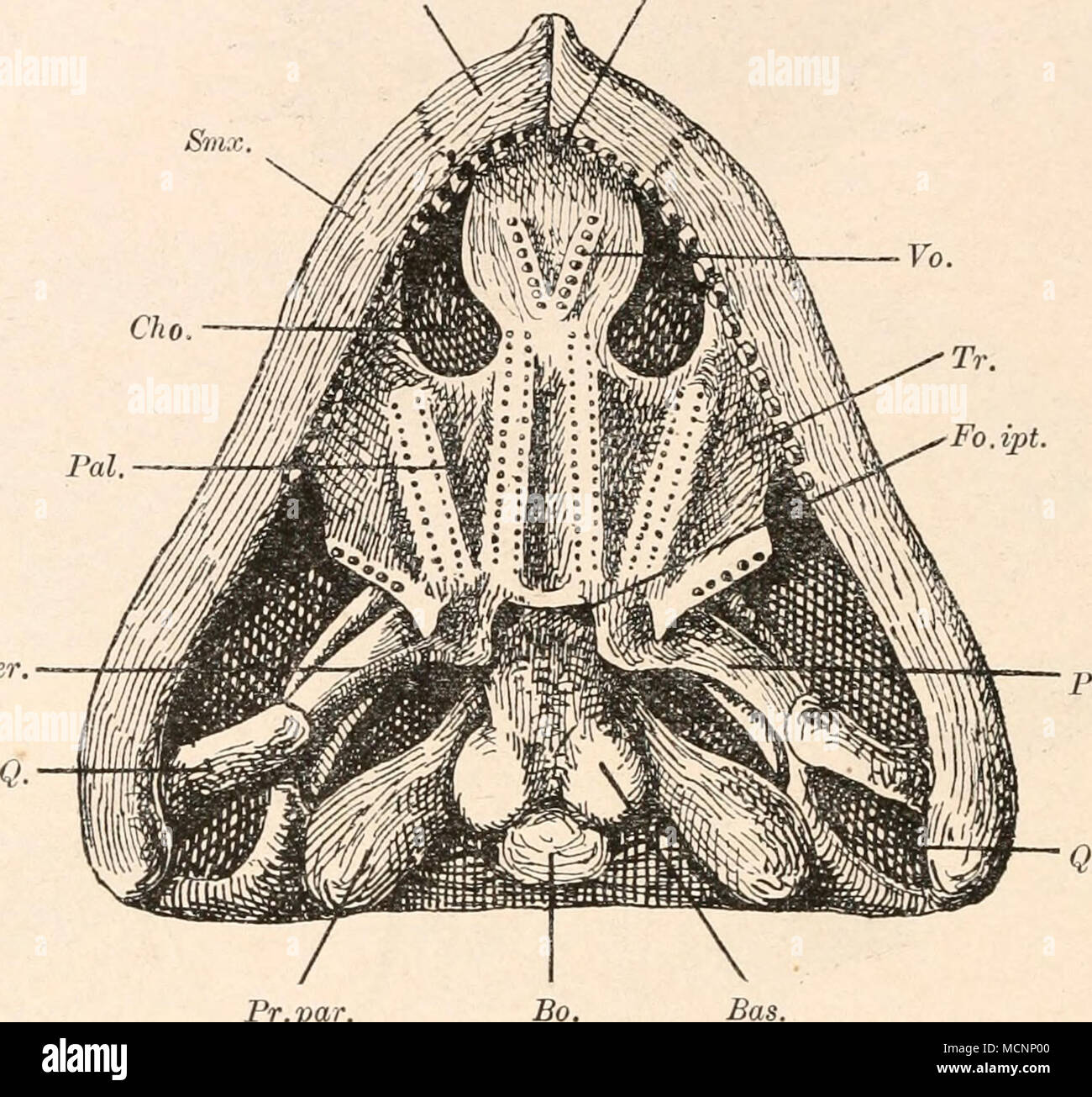 . Pter. Pr.par, Abb. 270. Gaumenansicht des Schädels von Pareiasaurus Literature, Seeley, aus dem Perm Südafrikas, ungefähr in 1/s Nat. Gr. (Rekonstruktion auf Grundlage ver-schiedener Abbildungen; / R. Besen, 1910; H. G. Seeley, 1893; A. S. Woodward, 1898; E.T. Newton, 1894; insbesondere / J. Versluys, 1912.) Bas. = Basisphenoid. Pter. = Lateralis. Bo. = Basioccipitale. Pr.par = Processus paroccipitalis Cho. = Choane. Q. = Quadratum. Fo.Ipt. = Fossa interpterygoidea. Smx. = Supramaxillare. Pal. = Palatinum. Tr. = Transversum. Pmx. = Praemaxillare. Vo. = Vomer. schied besteht in der Ausb Stockfoto