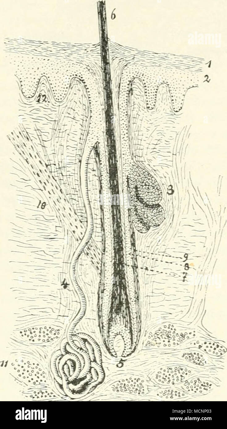 . -:^^ ≪^ Abb. 20. Schema eines Schnittes durch die Haut. /Stratum corneum; 2 Keim-Lager der Epidermis; 3; 4 Acinöse Tubu - löse Drüse; j Haarpapille; 6 Haar; 7 Wurzel scheide; 8 Follikelepithel; 9 Haar - Balg; 10 Musculus arrector pili; //Fett - klümpcheu; 12 Papille des Corium. Unal) hängig vom Haarfollikel, zur Ausnahme Technologie. Sie kann statthaben Stockfoto . -:^^ ≪^ Abb. 20. Schema eines Schnittes durch die Haut. /Stratum corneum; 2 Keim-Lager der Epidermis; 3; 4 Acinöse Tubu - löse Drüse; j Haarpapille; 6 Haar; 7 Wurzel scheide; 8 Follikelepithel; 9 Haar - Balg; 10 Musculus arrector pili; //Fett - klümpcheu; 12 Papille des Corium. Unal) hängig vom Haarfollikel, zur Ausnahme Technologie. Sie kann statthaben Stockfoto