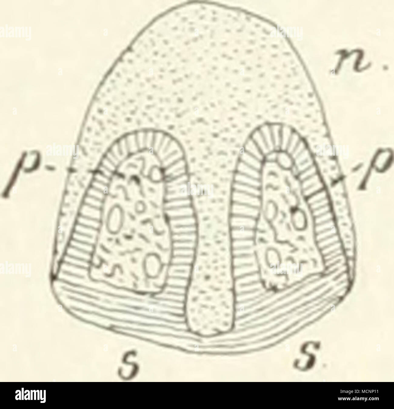 . N ganz einzig dastehender Nagel. Solche l) esondere Nagelformen erwidint der systematische Teil. - Embryonale kommt die Entwickelung der Nagel-Platte unter einem weichen Gewebe zu stände, dem Eponychium, das in das zukünftige Sohlenhorn sich fortsetzt und Dorsalen bis zum Nagelwall reicht, bei der Geburt oder bereits vorher aber schwindet. Gegenüber den Unguiculata. sterben planti-oder digitigrad Sindh, stehen dieüngulata: ausgezeichnet durch dorso-ventrale abgetiachte Nagelphalangen, sterben in den meisten Fällen sterben Köri) erlast zu gürteltaschen haben". Of this Unguli - Stockfoto